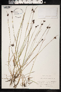 Luzula sudetica image