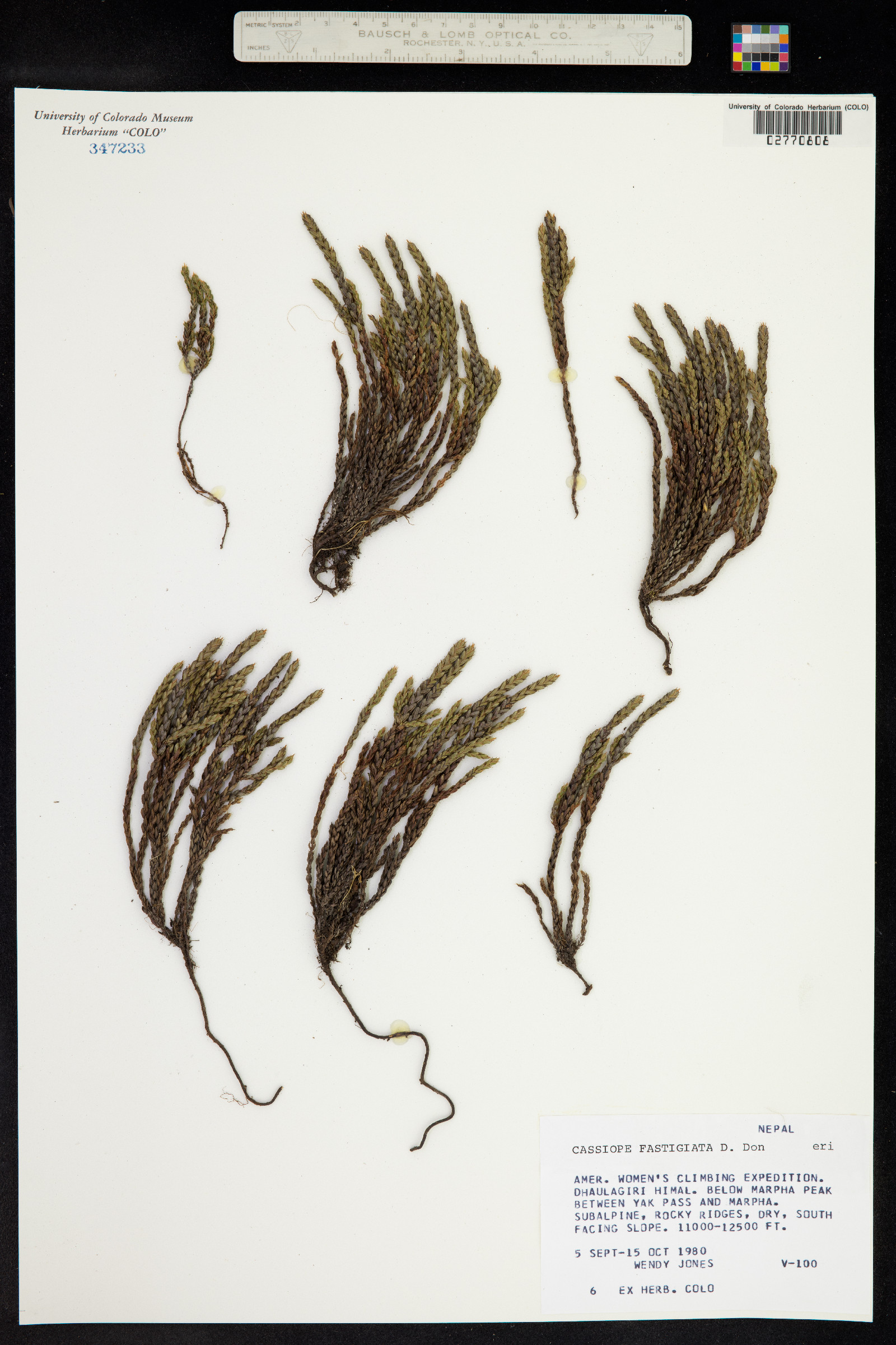 Cassiope fastigiata image