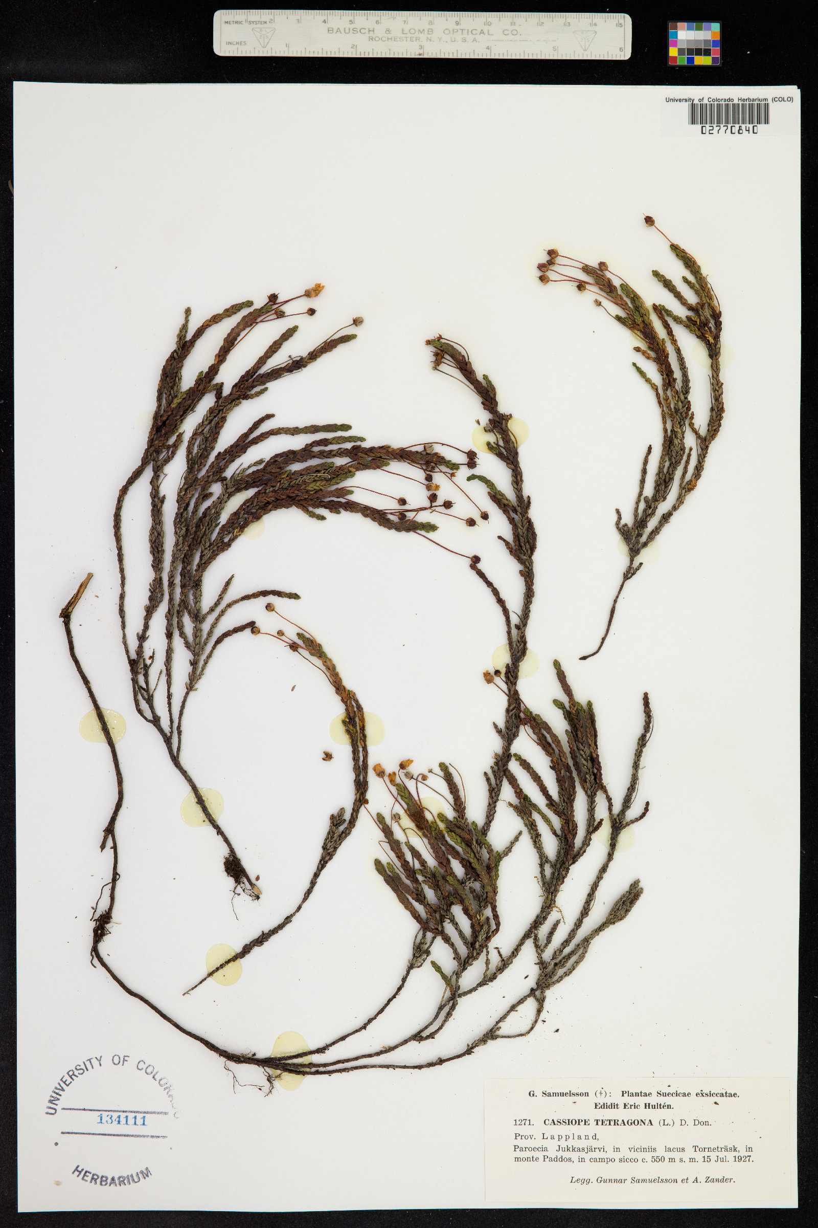 Cassiope tetragona image