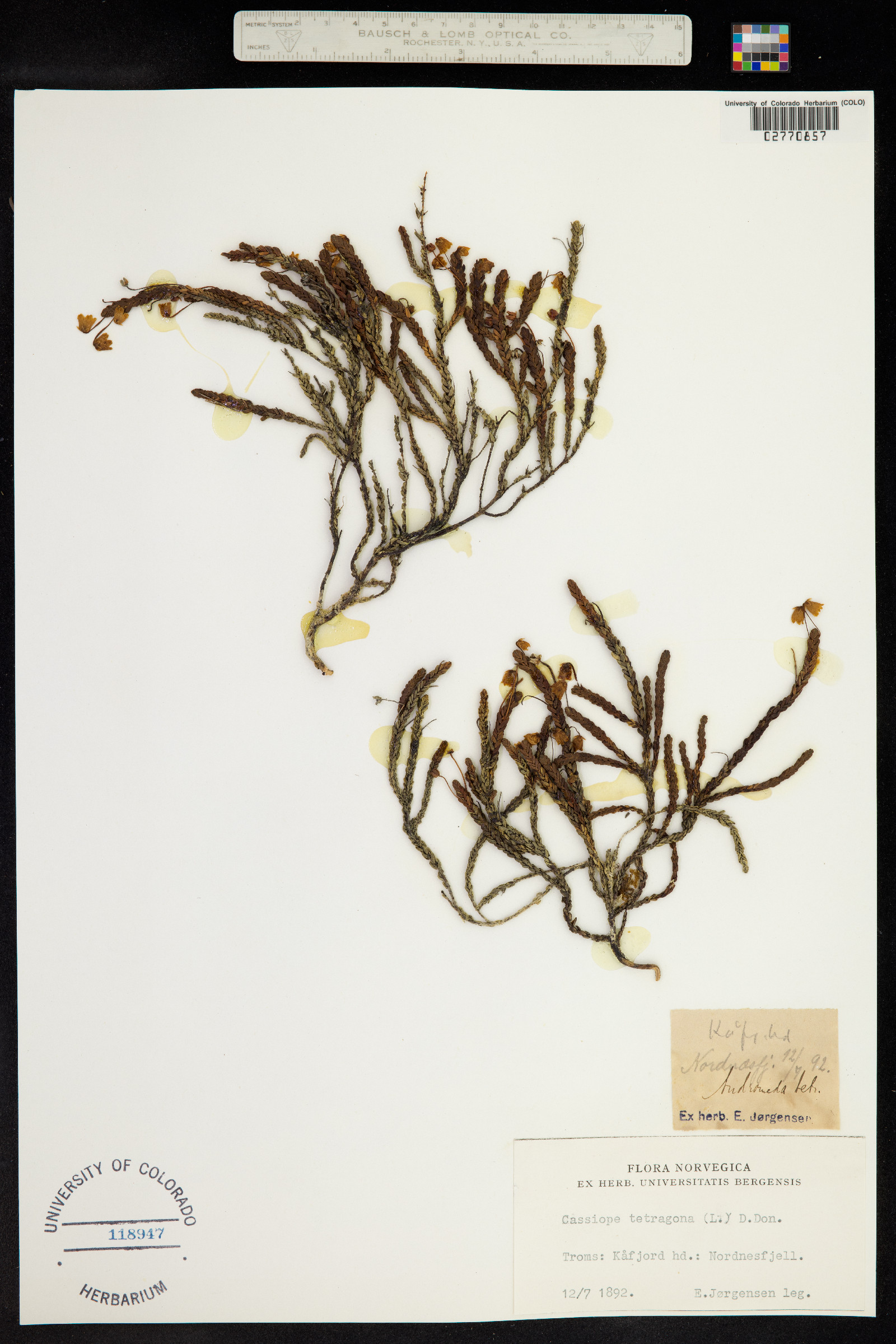 Cassiope tetragona image