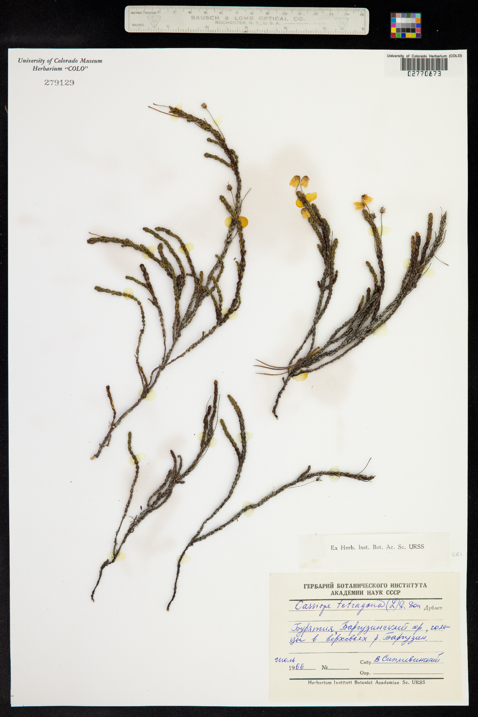 Cassiope tetragona image