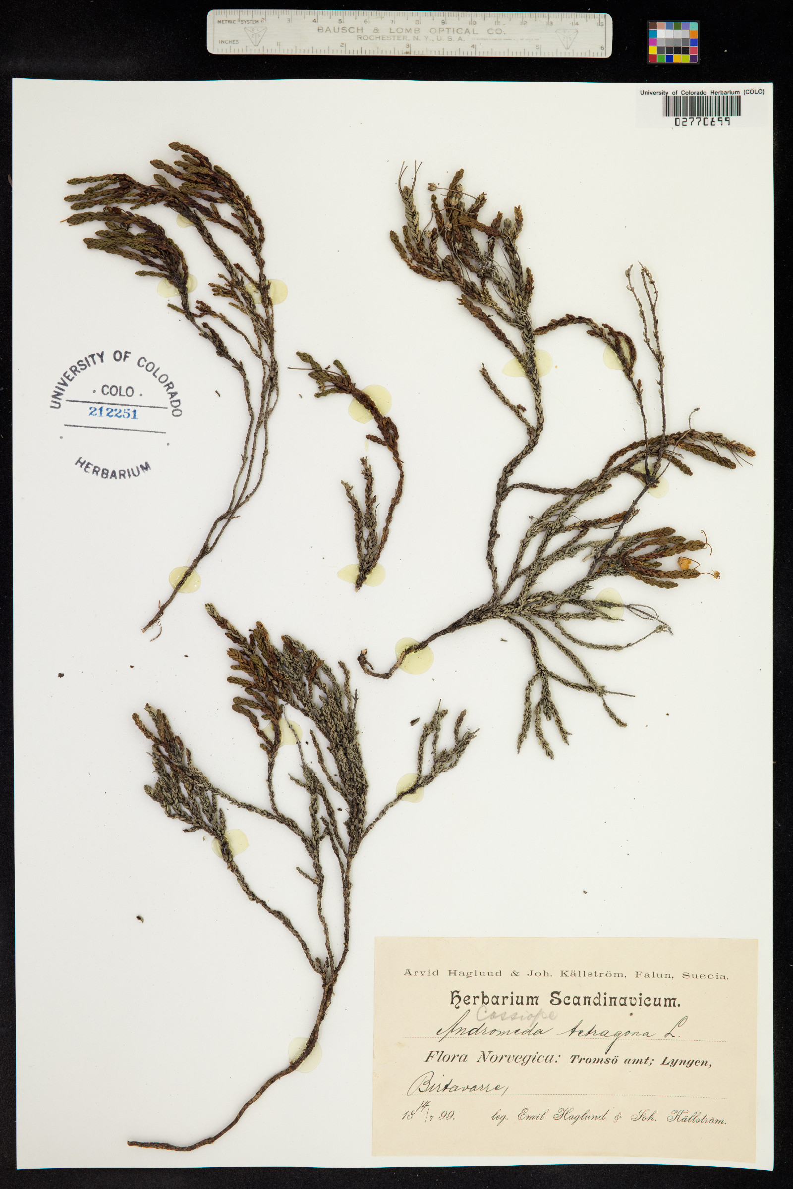 Cassiope tetragona image