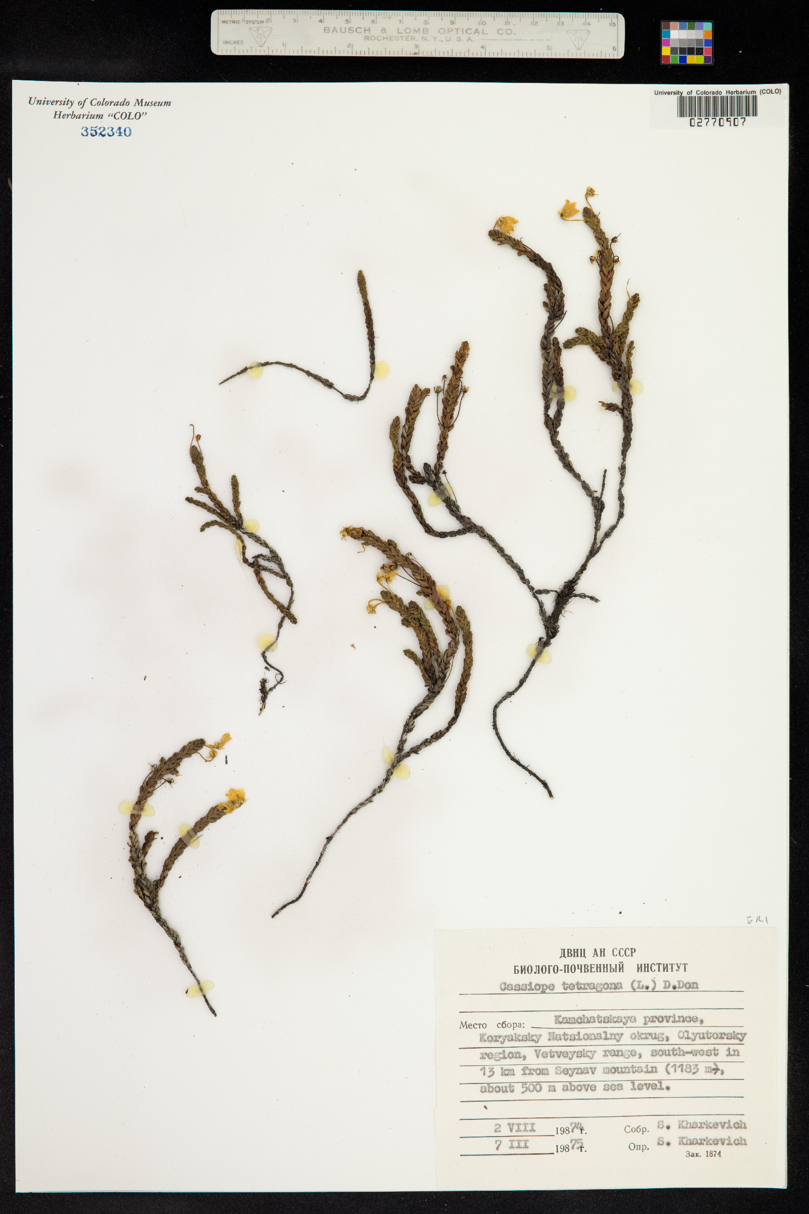 Cassiope tetragona image