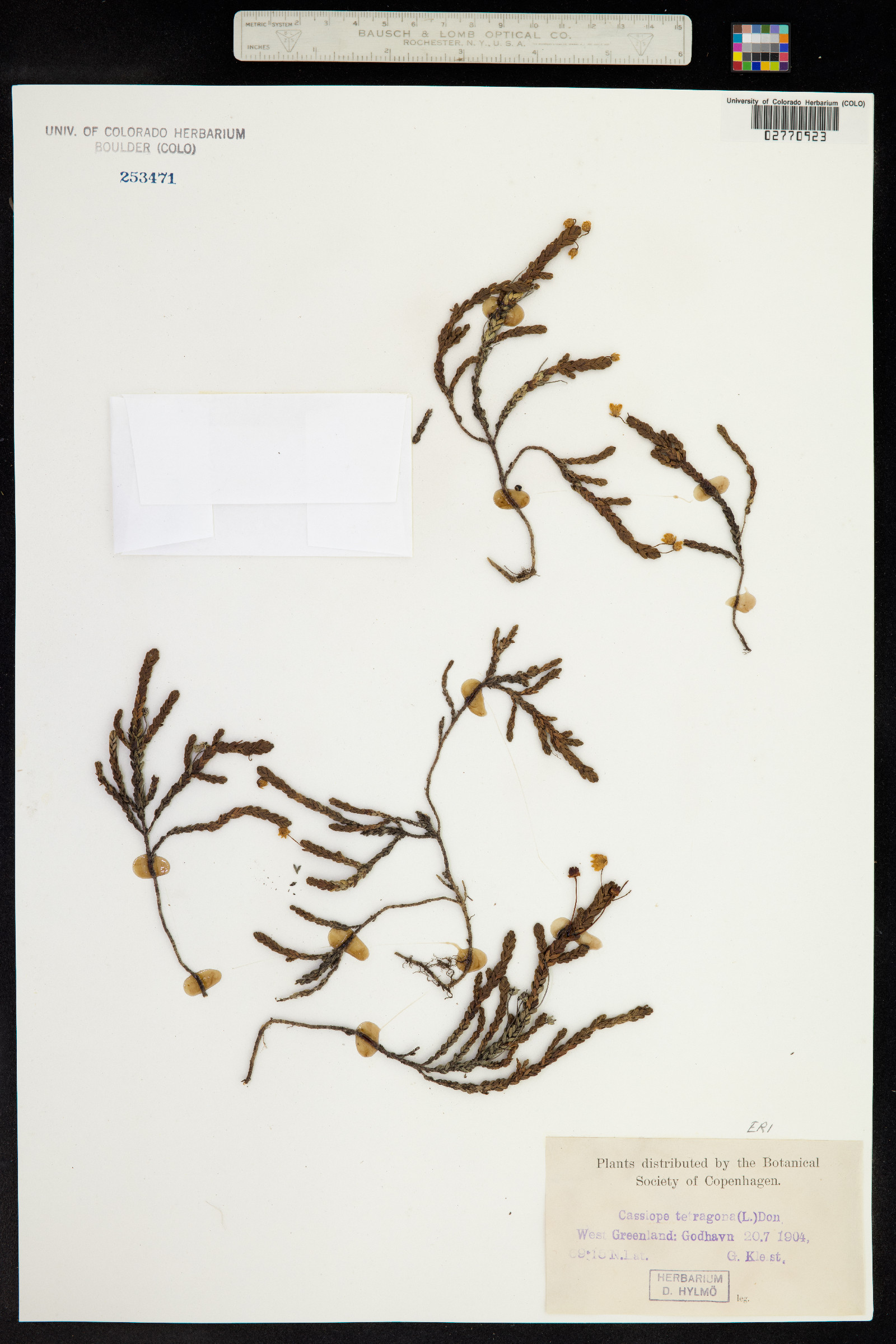 Cassiope tetragona image