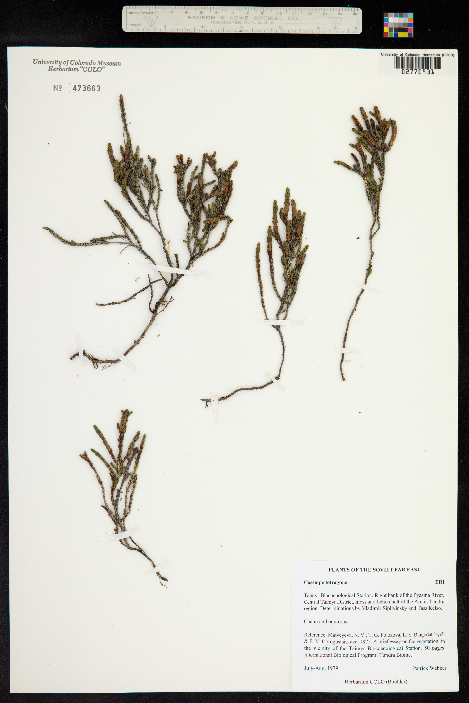 Cassiope tetragona image