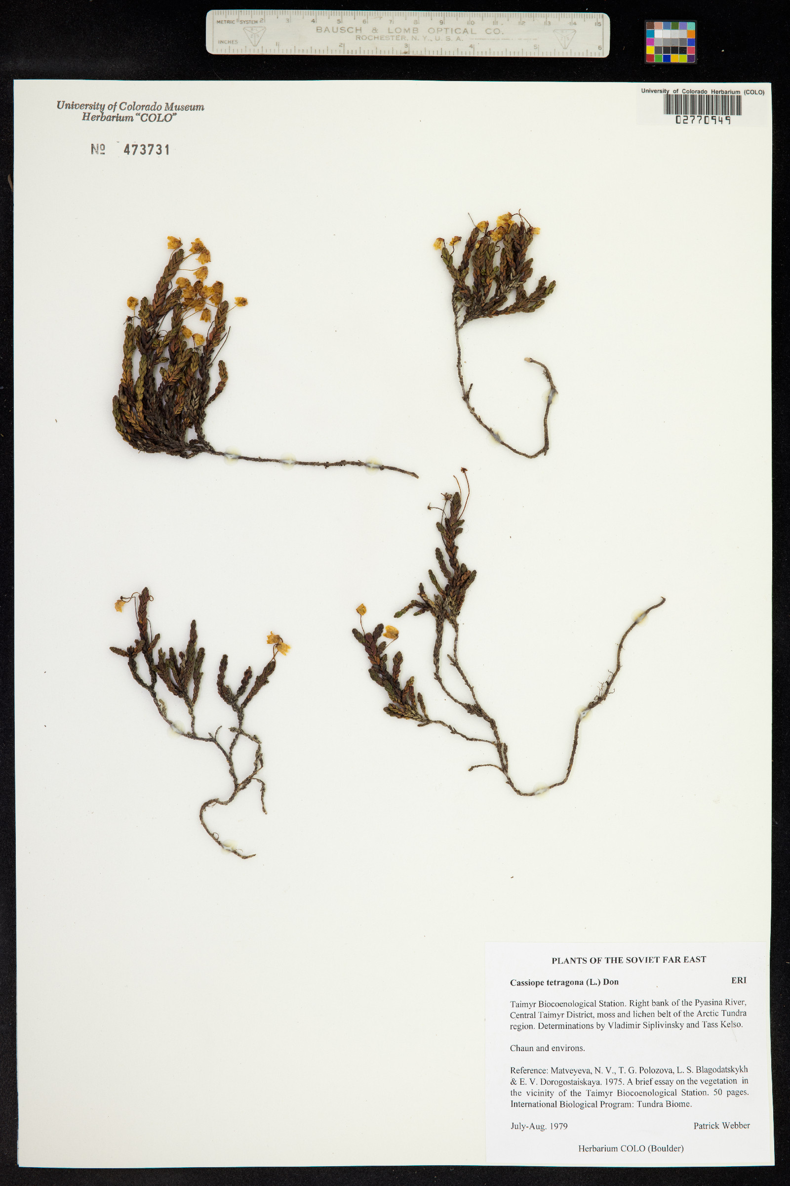 Cassiope tetragona image
