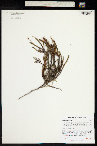 Cassiope tetragona image