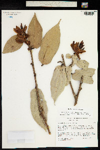 Cavendishia nobilis image