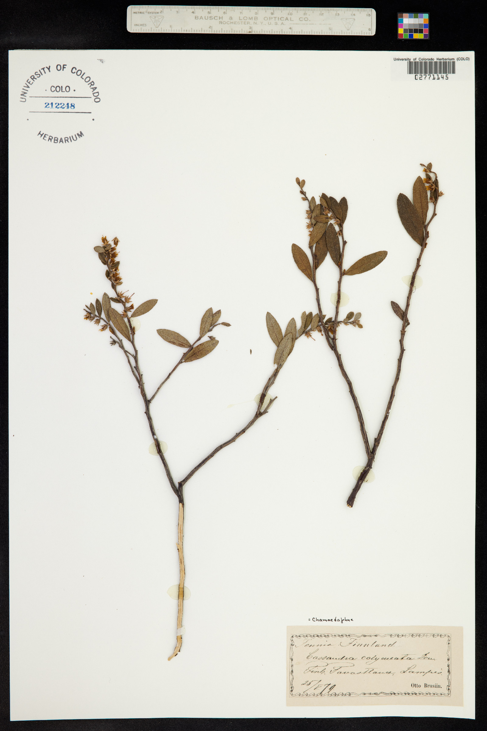 Chamaedaphne calyculata image