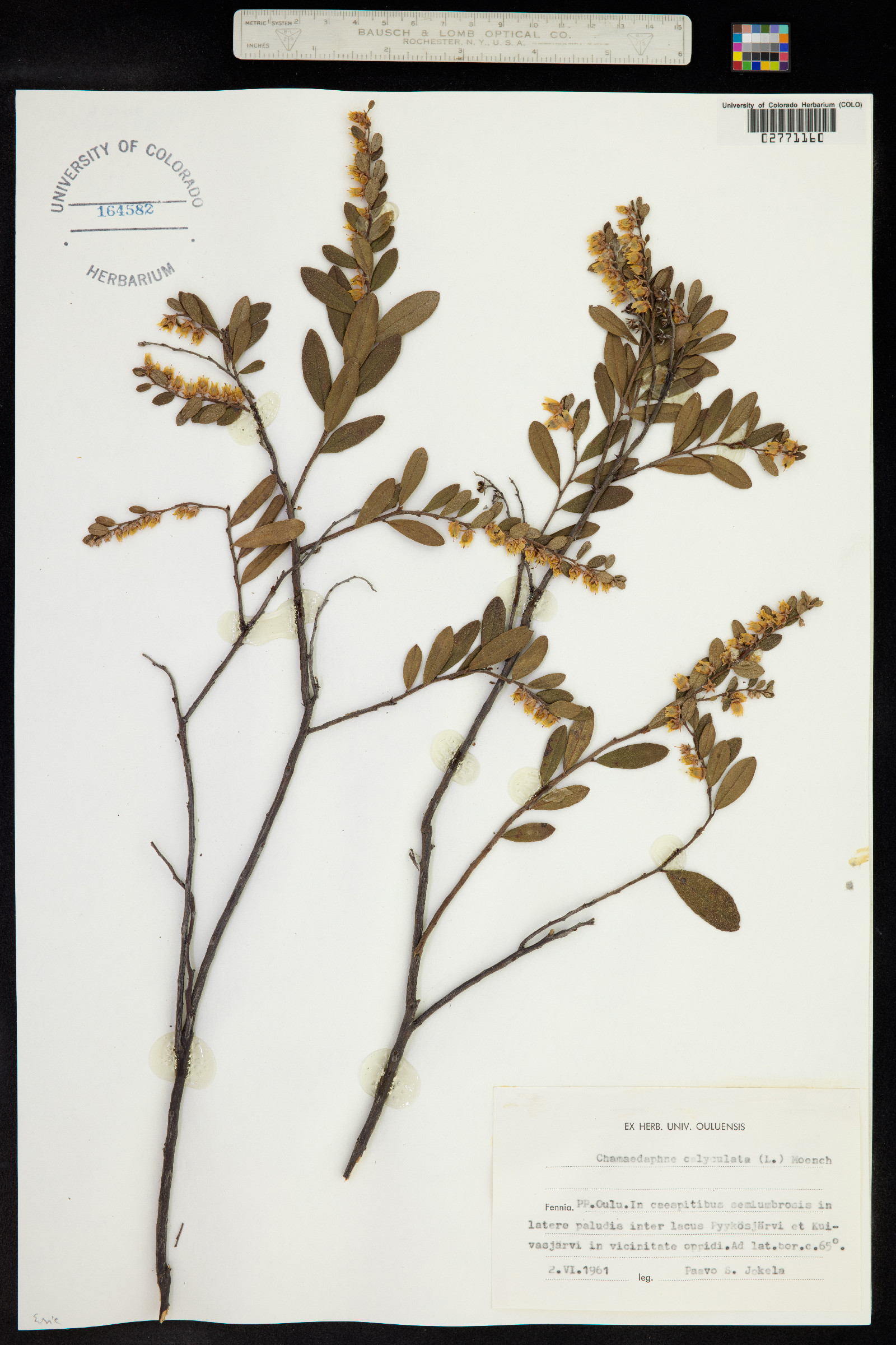 Chamaedaphne calyculata image