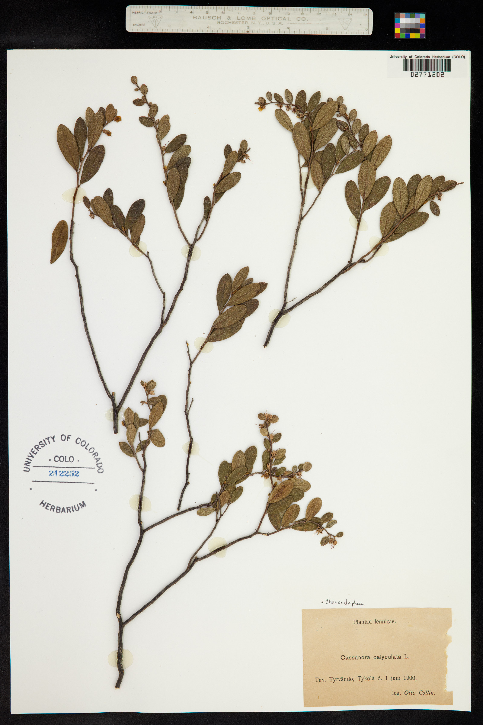 Ericaceae image