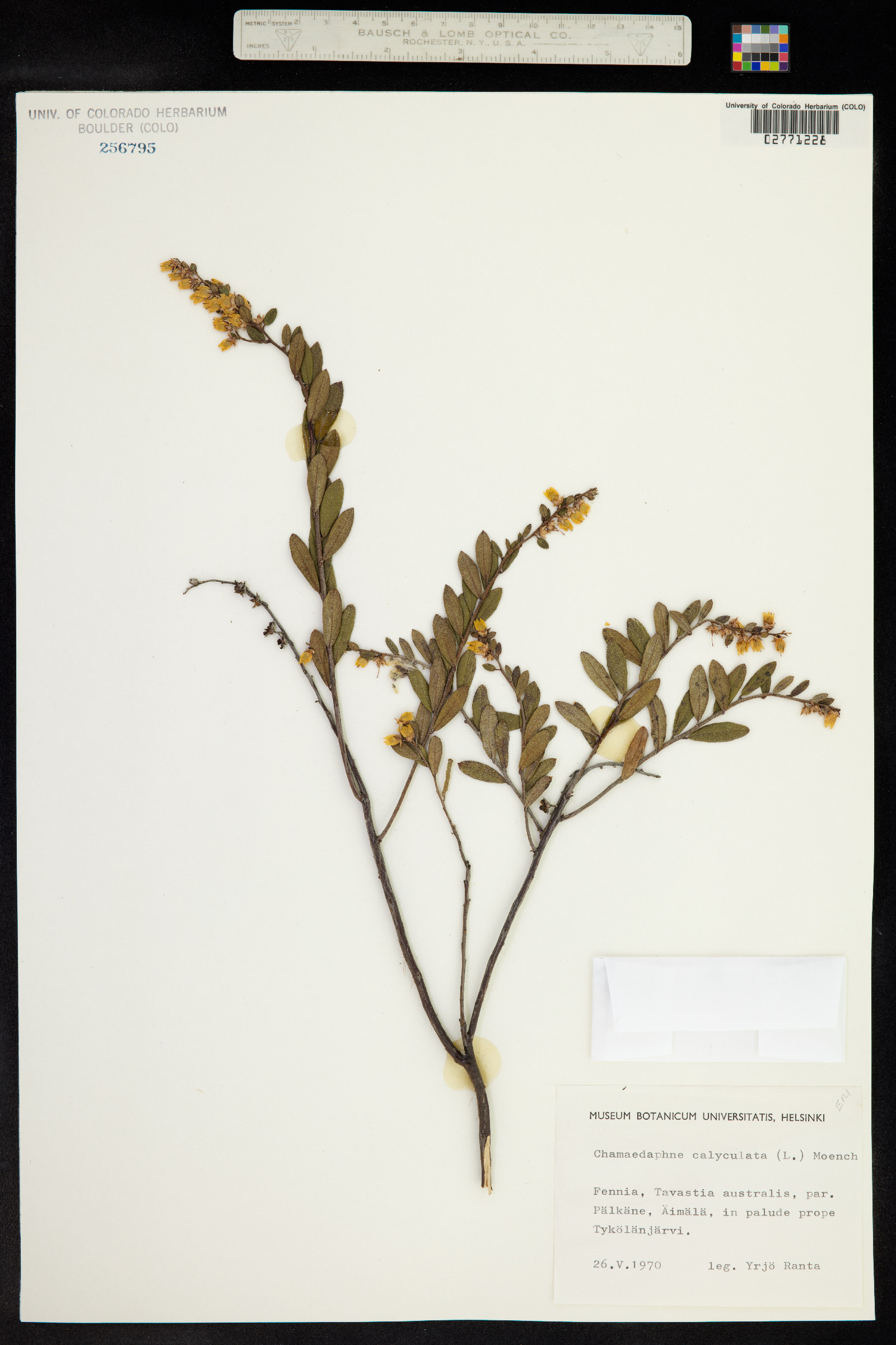 Chamaedaphne calyculata image