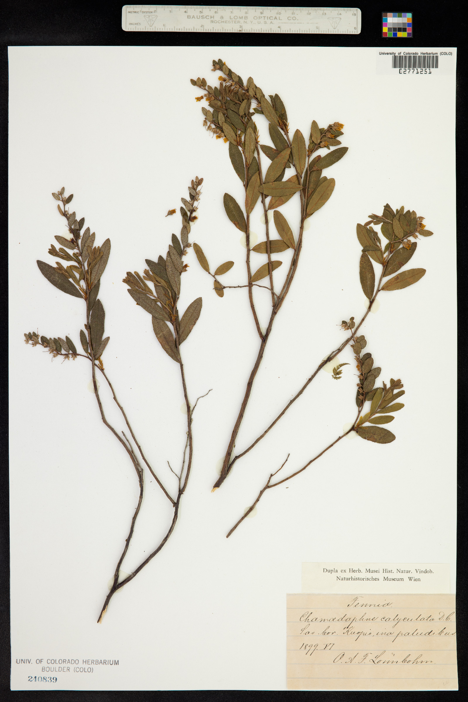 Chamaedaphne calyculata image