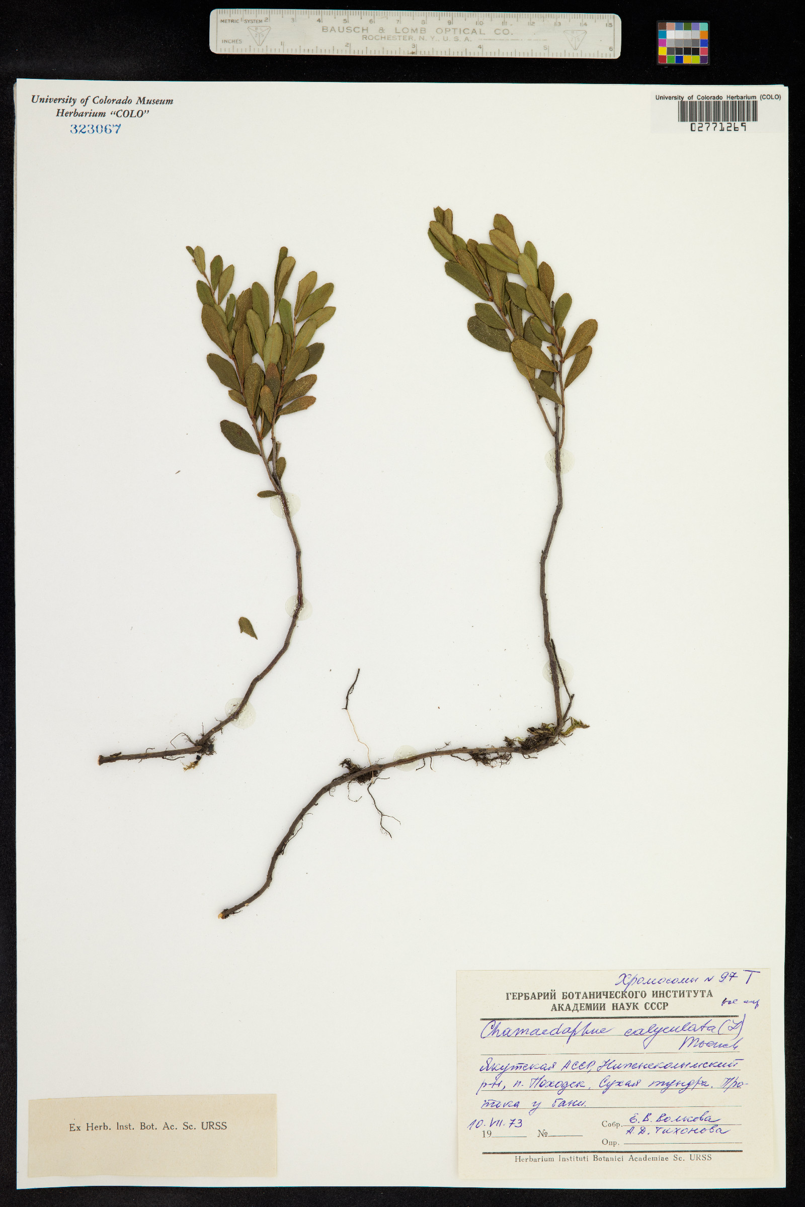 Chamaedaphne calyculata image