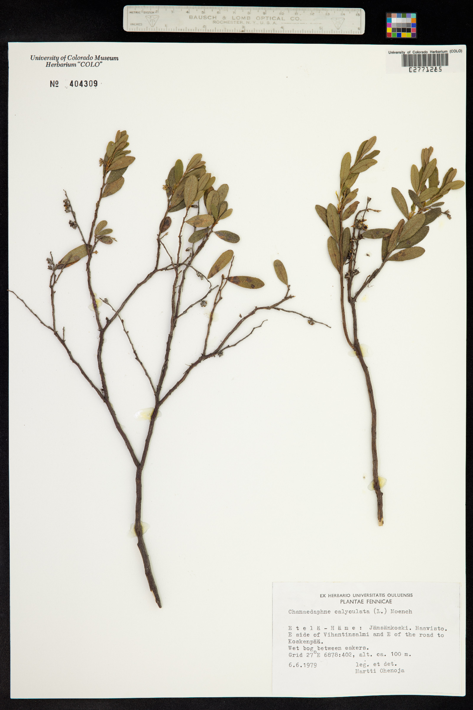 Chamaedaphne calyculata image