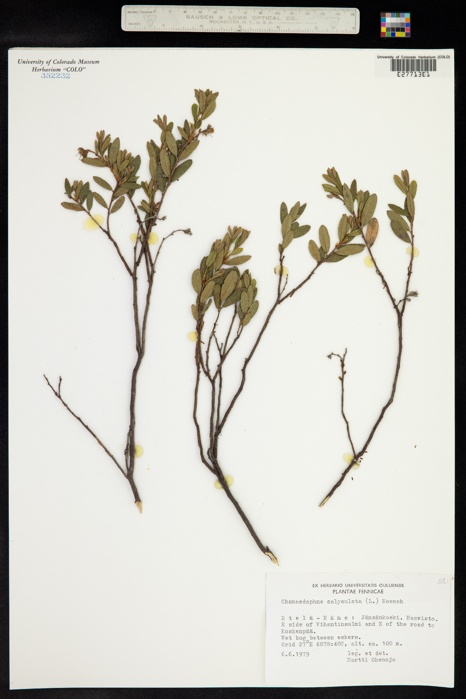 Chamaedaphne calyculata image