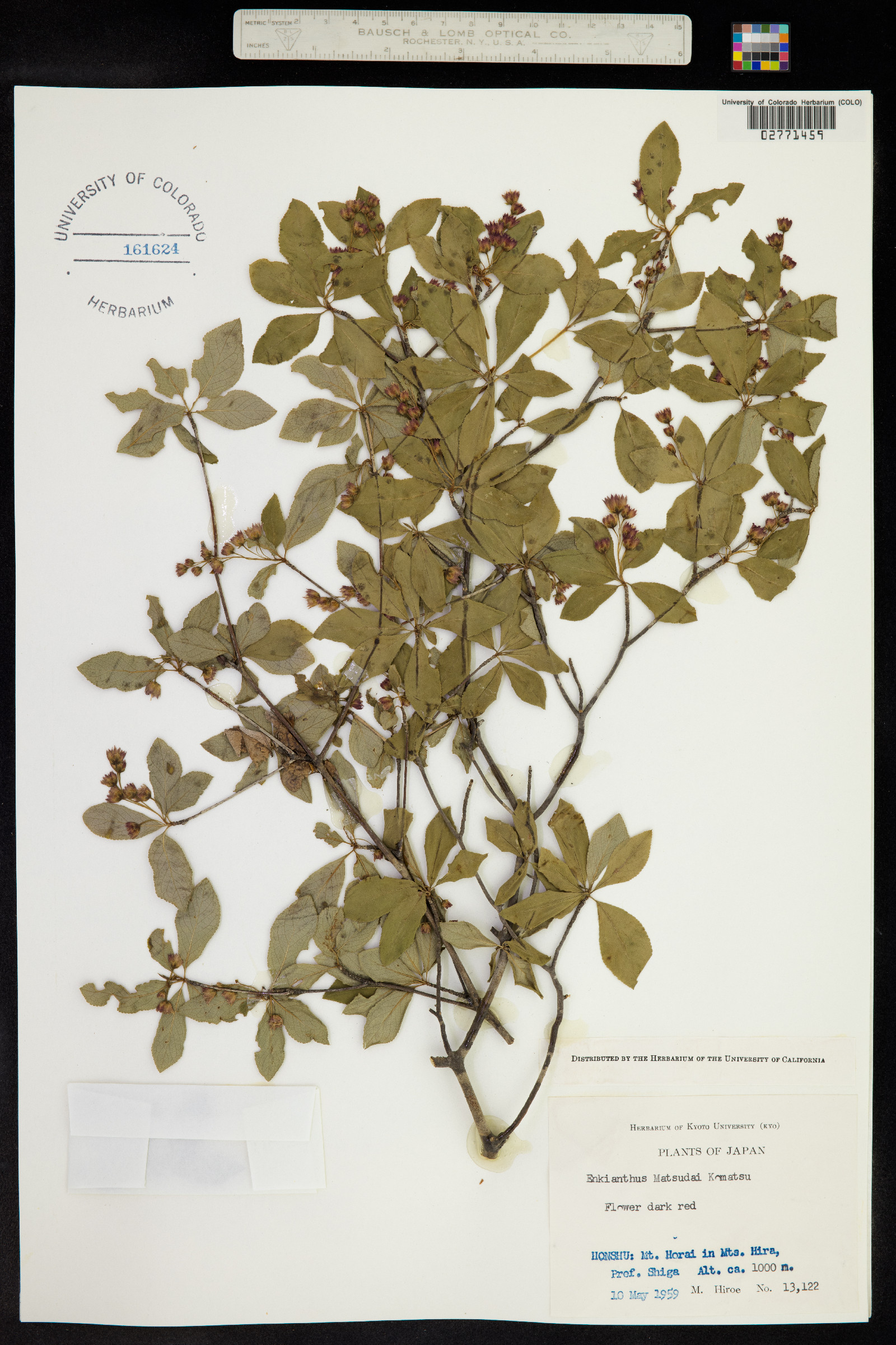 Enkianthus cernuus f. rubens image