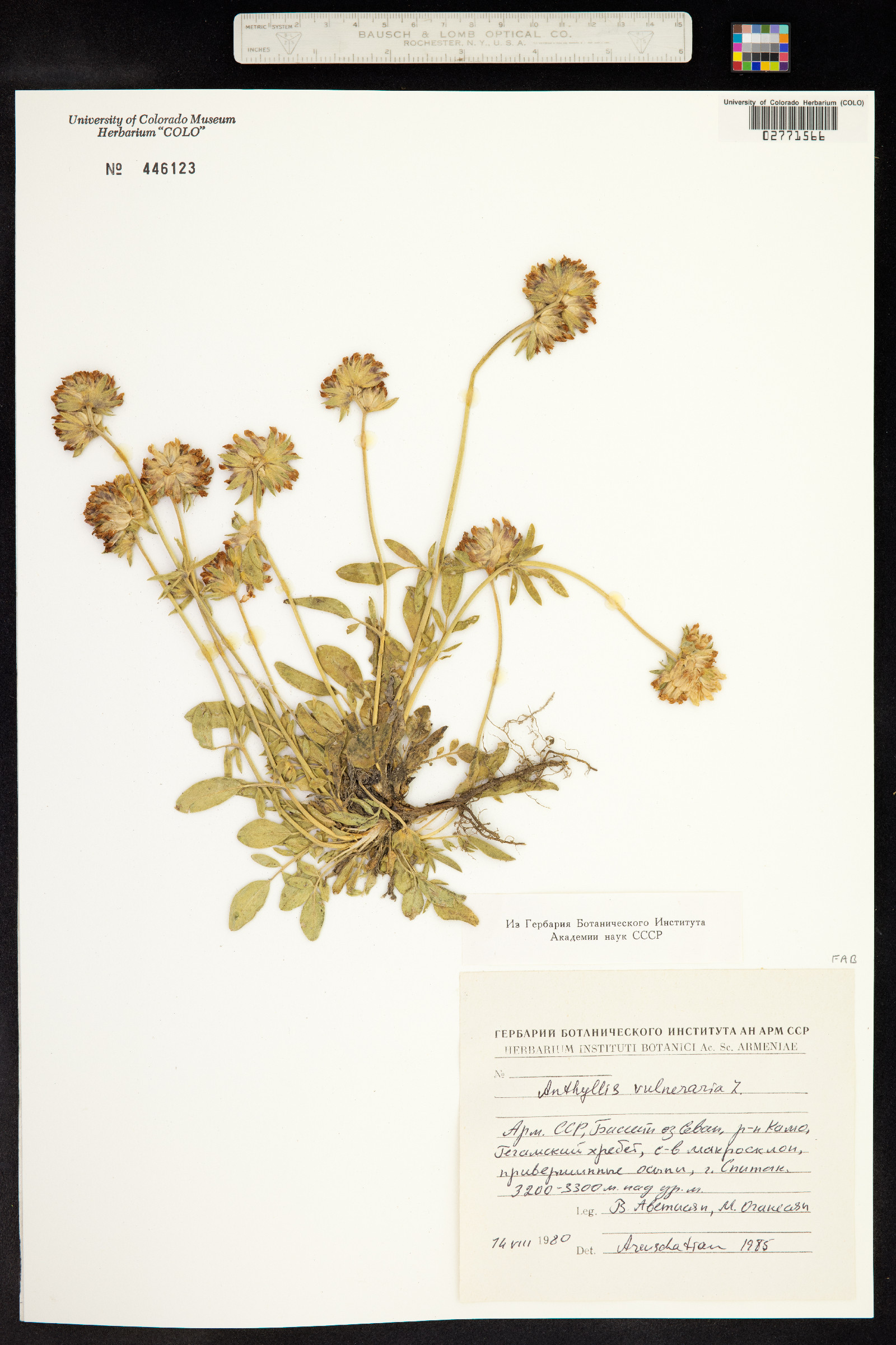 Anthyllis vulneraria image