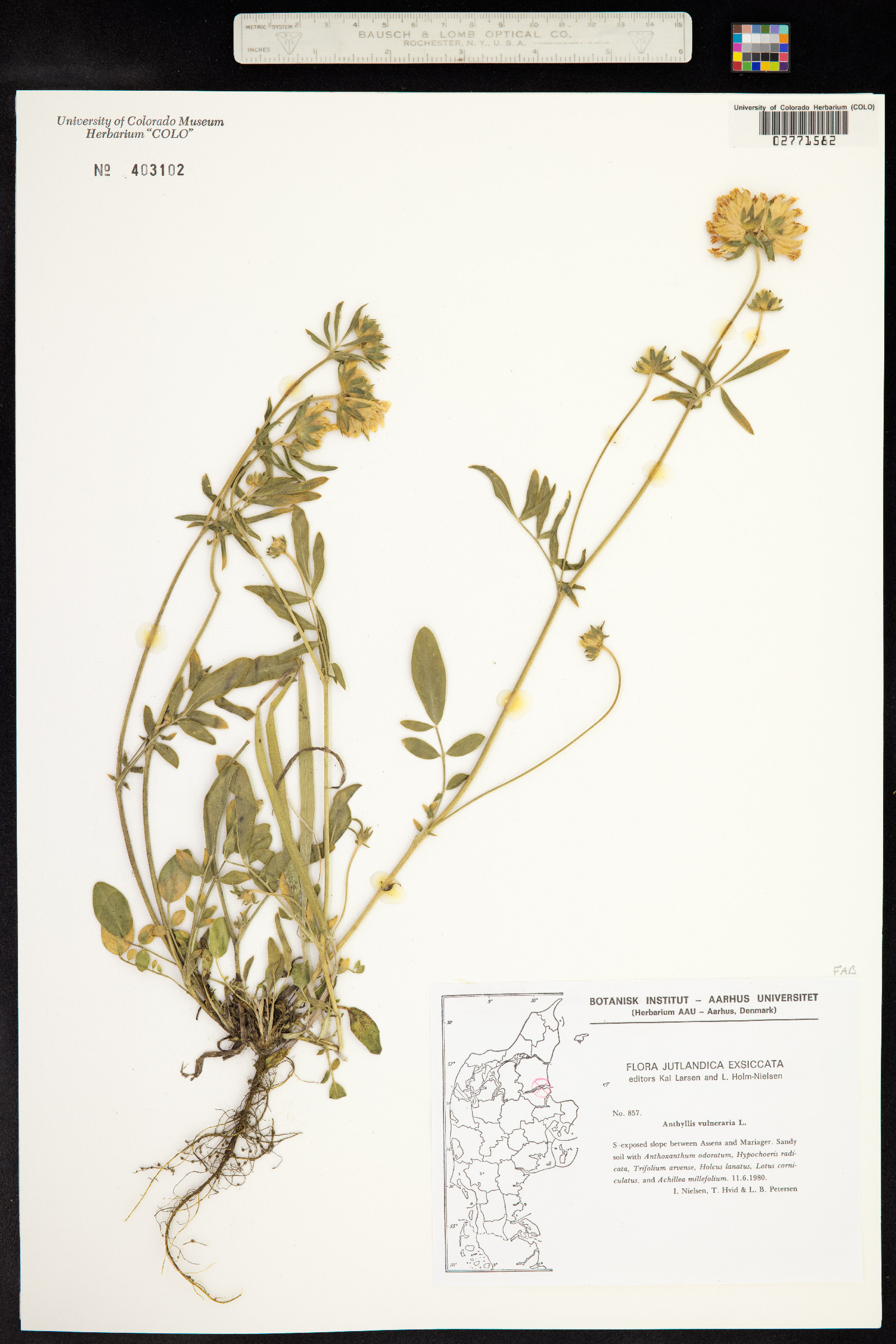 Anthyllis vulneraria image