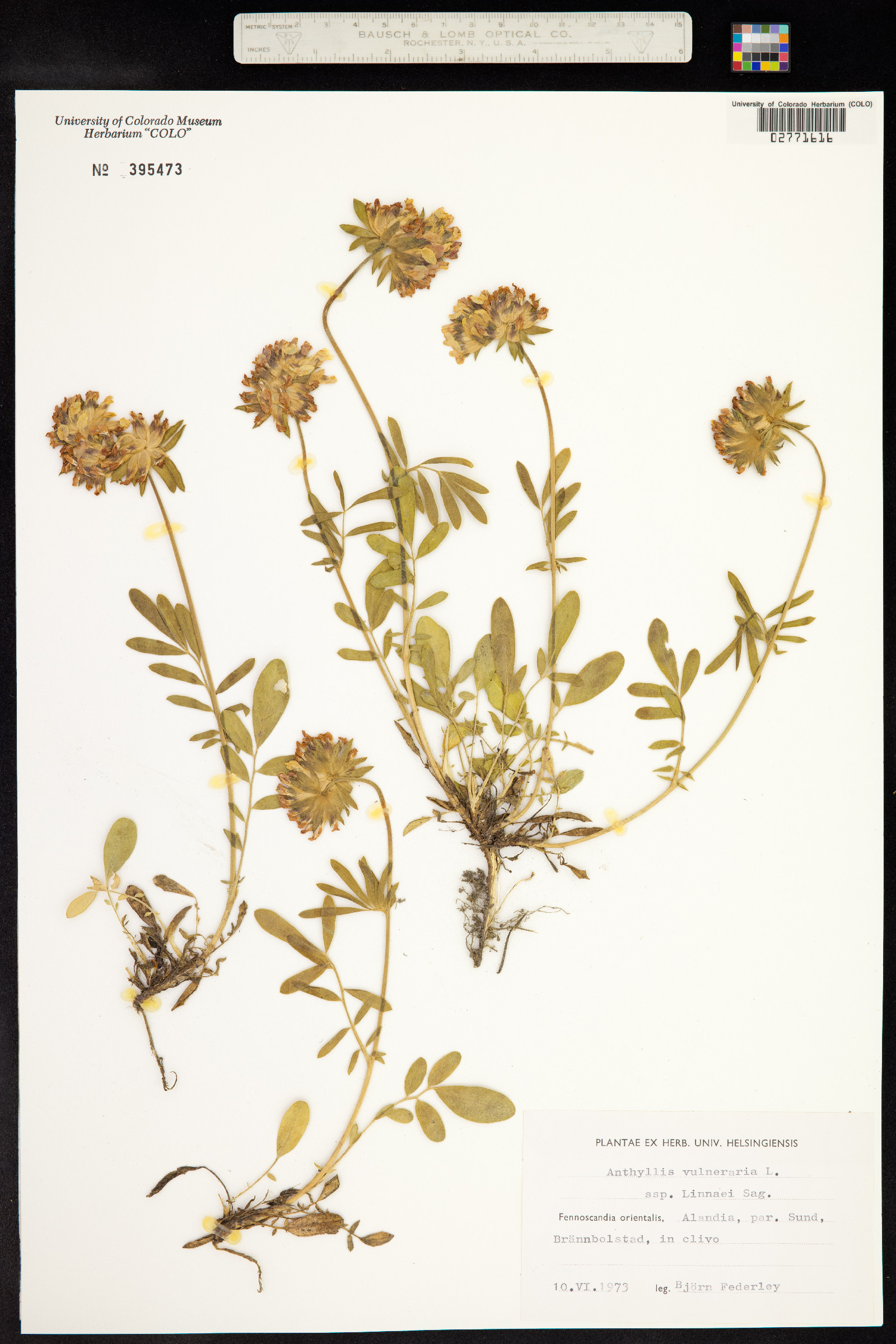 Anthyllis vulneraria image