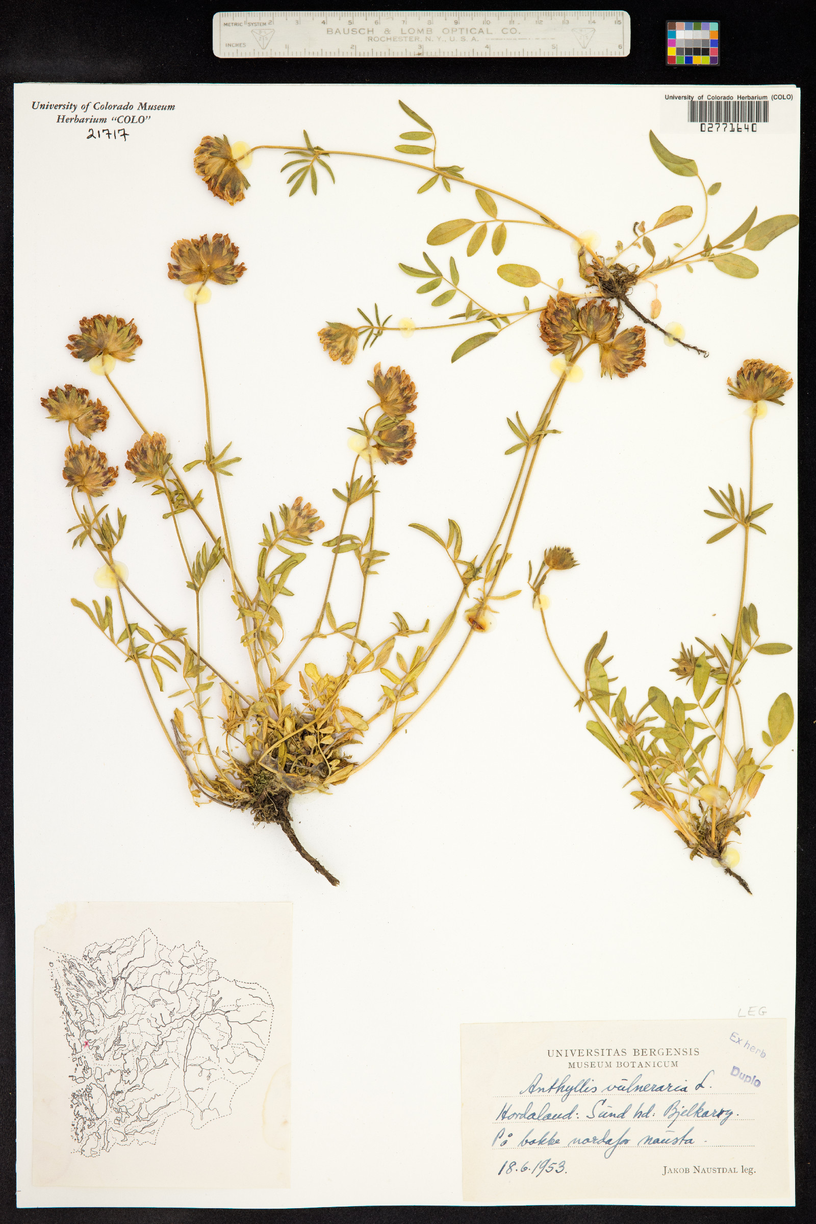 Anthyllis vulneraria image