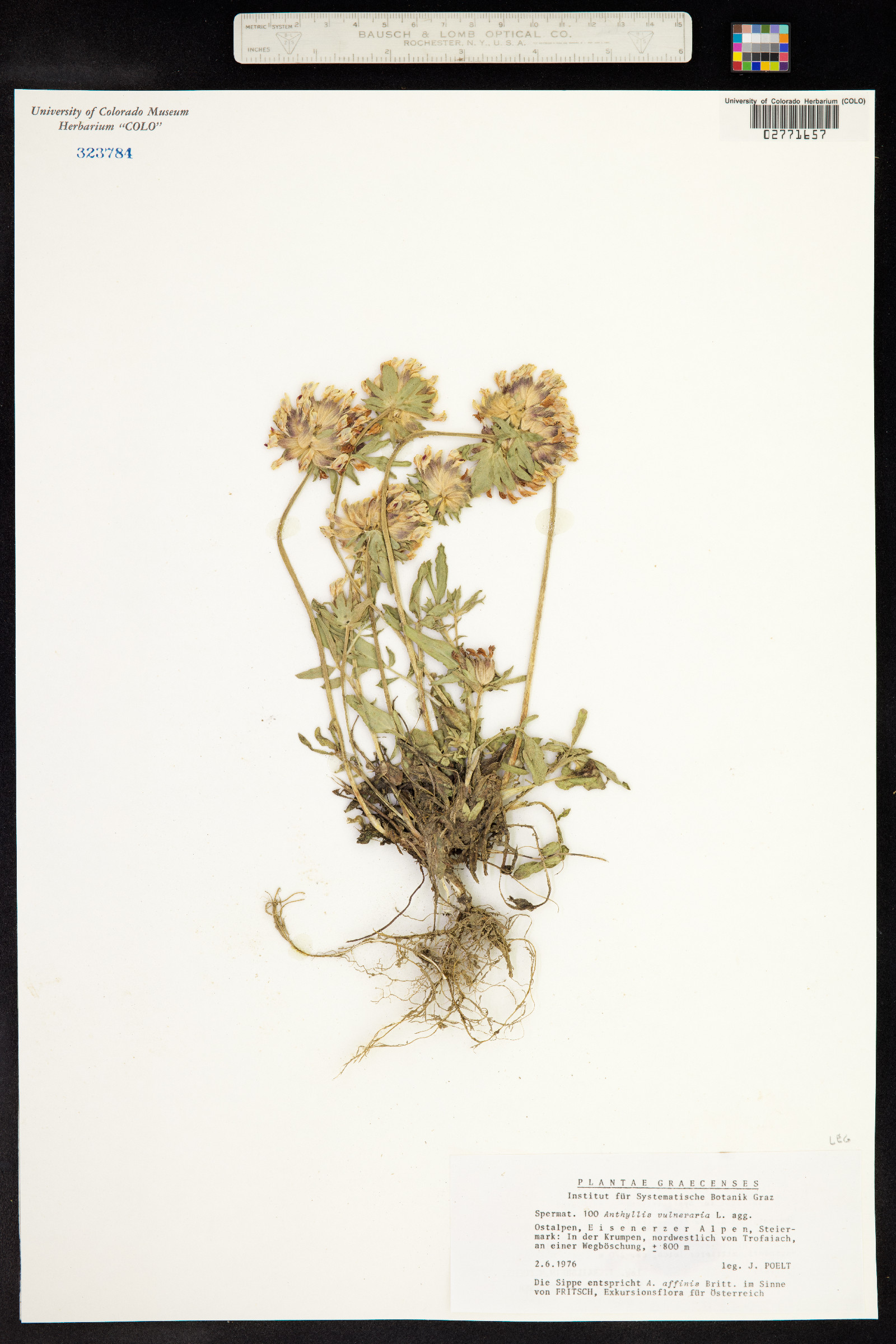 Anthyllis vulneraria image