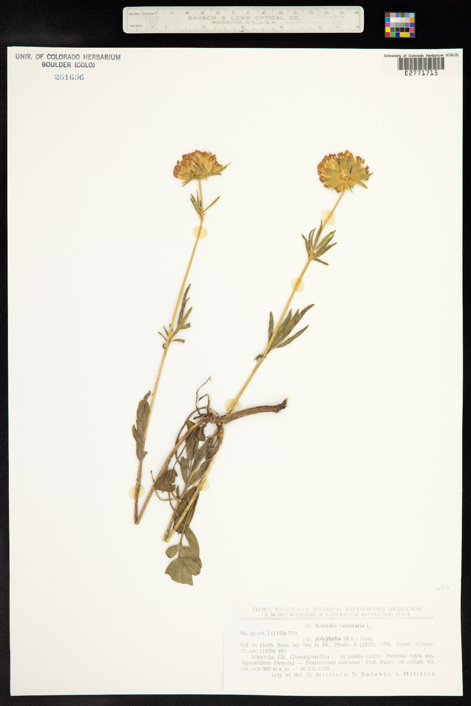 Anthyllis vulneraria image