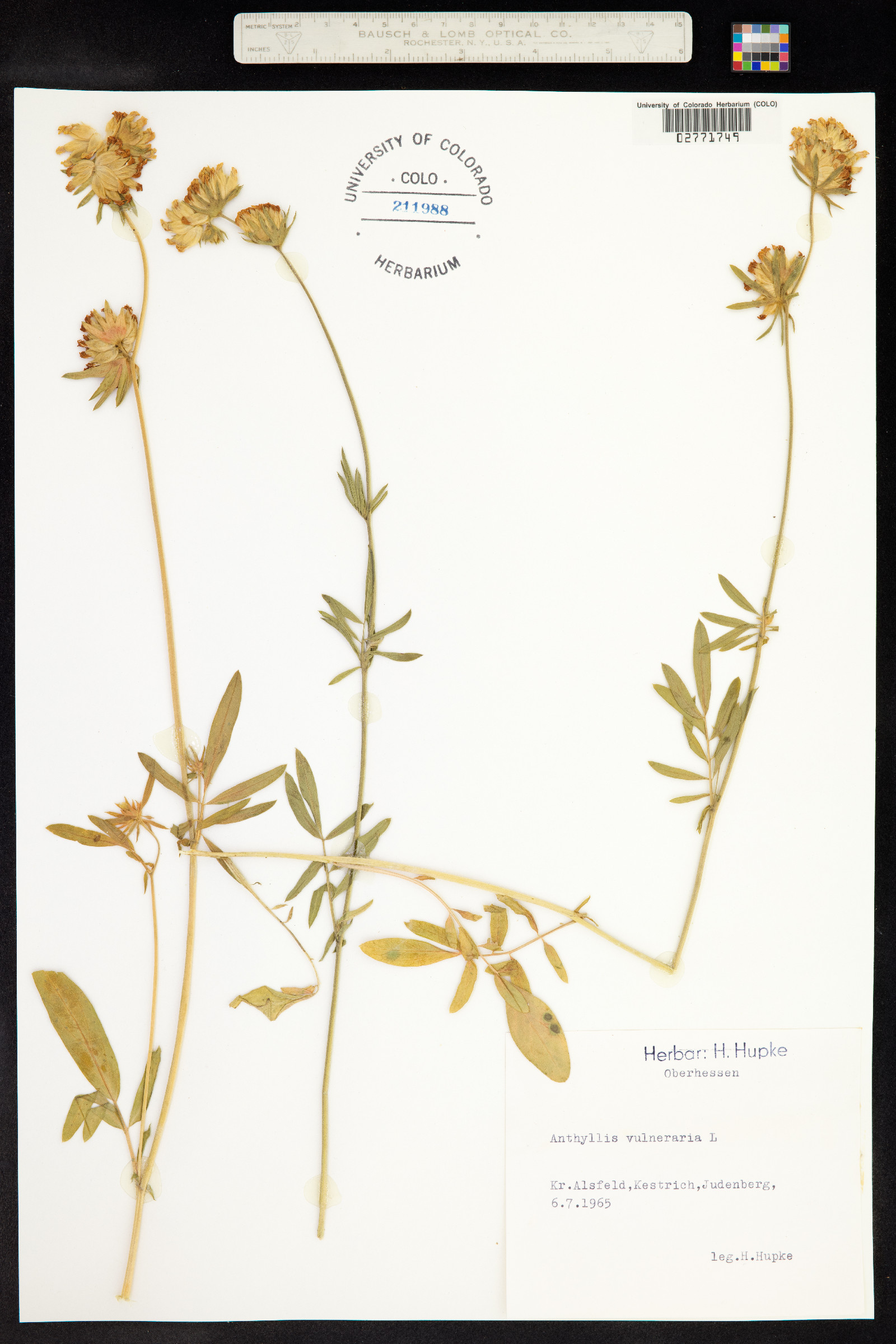Anthyllis vulneraria image