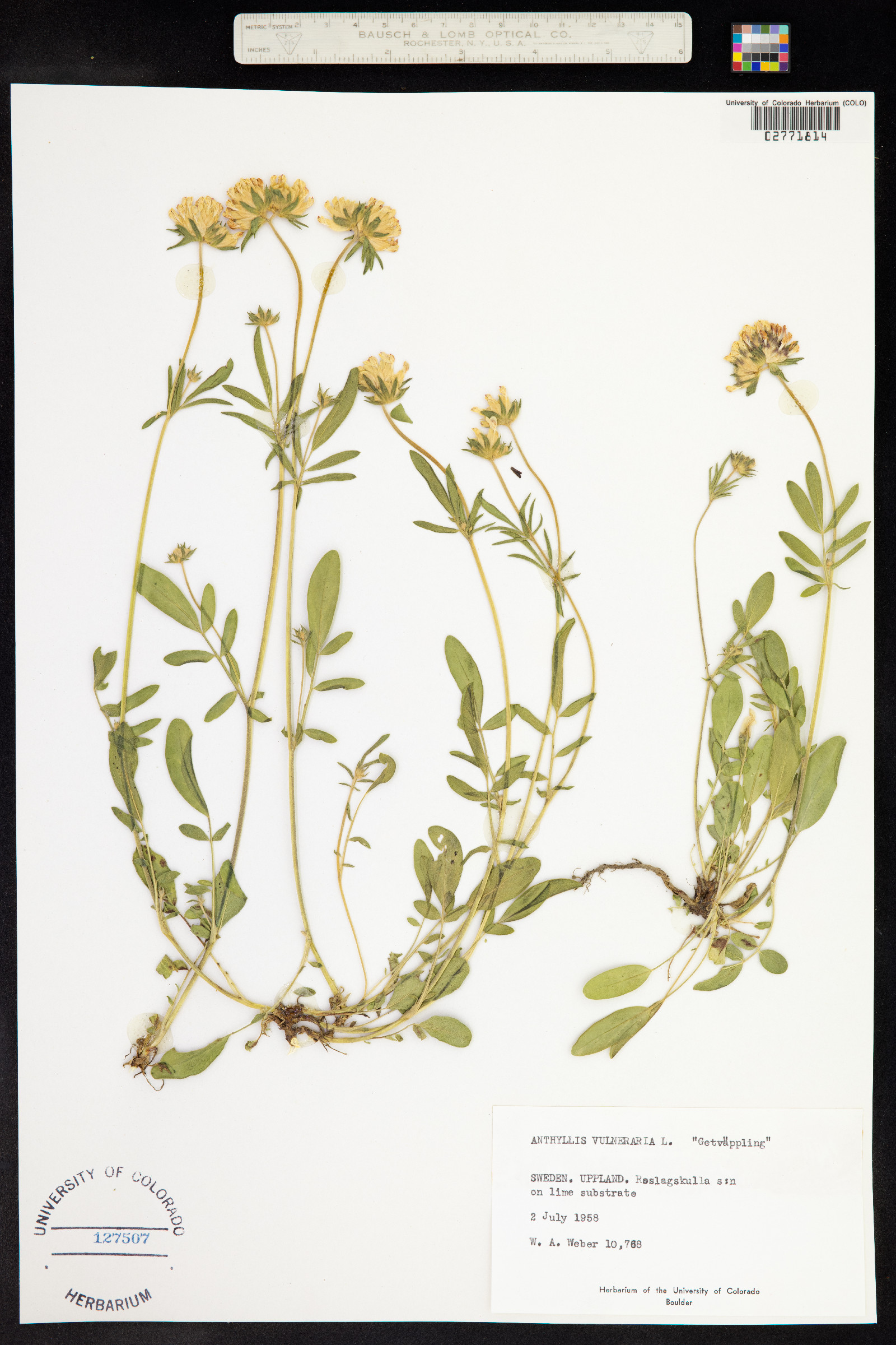 Anthyllis vulneraria image