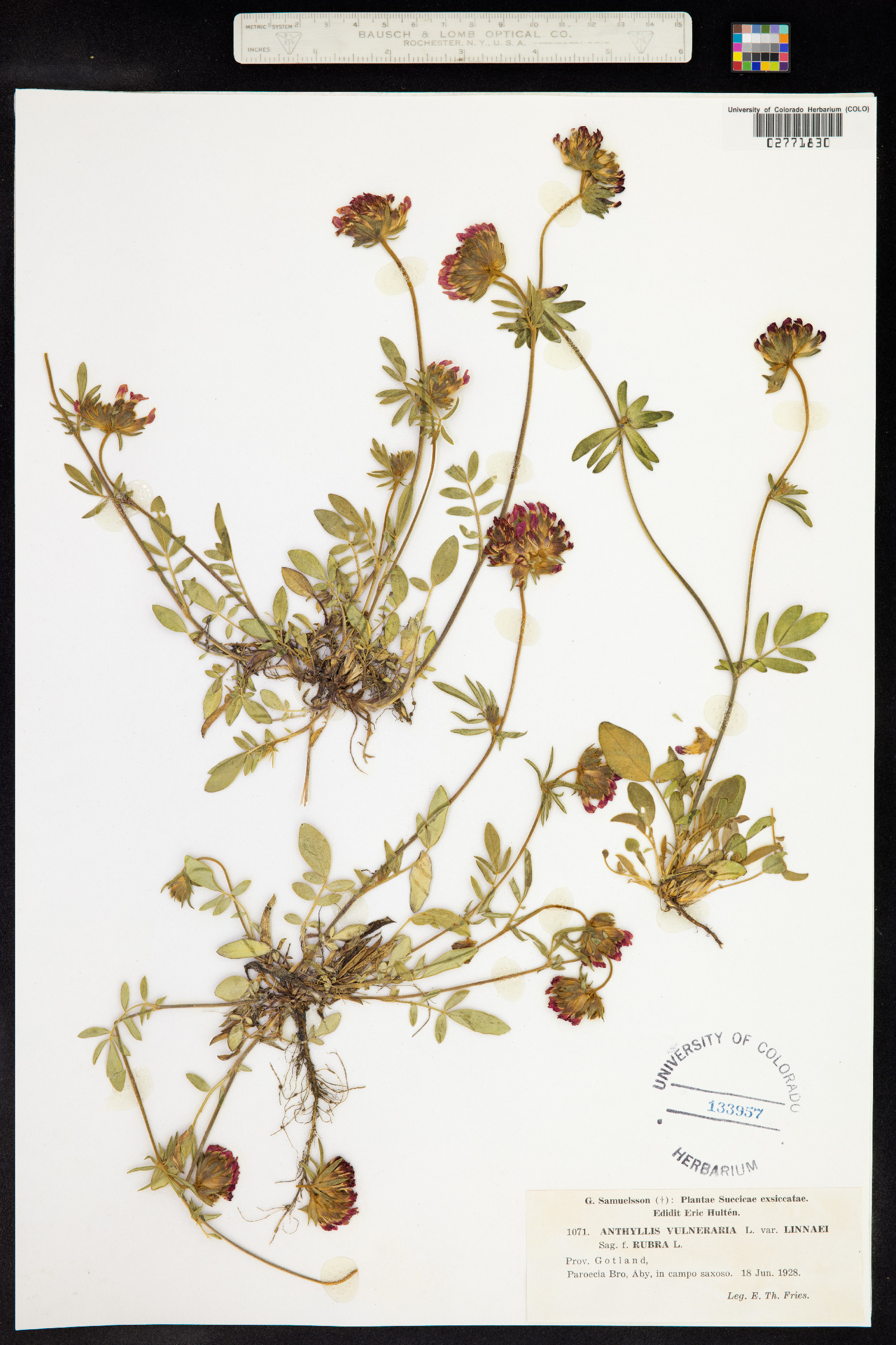 Anthyllis vulneraria image