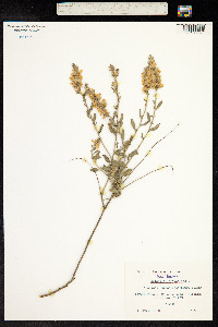 Image of Anthyllis cytisoides