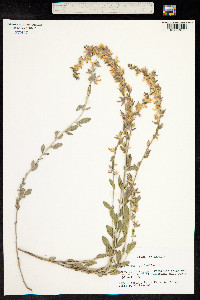 Anthyllis cytisoides image