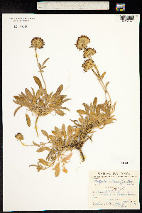 Anthyllis vulneraria image