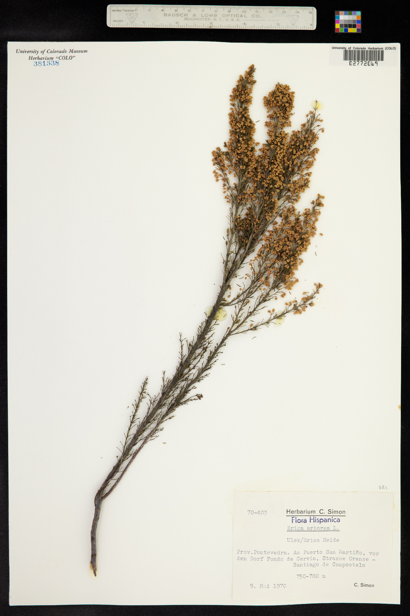 Erica image