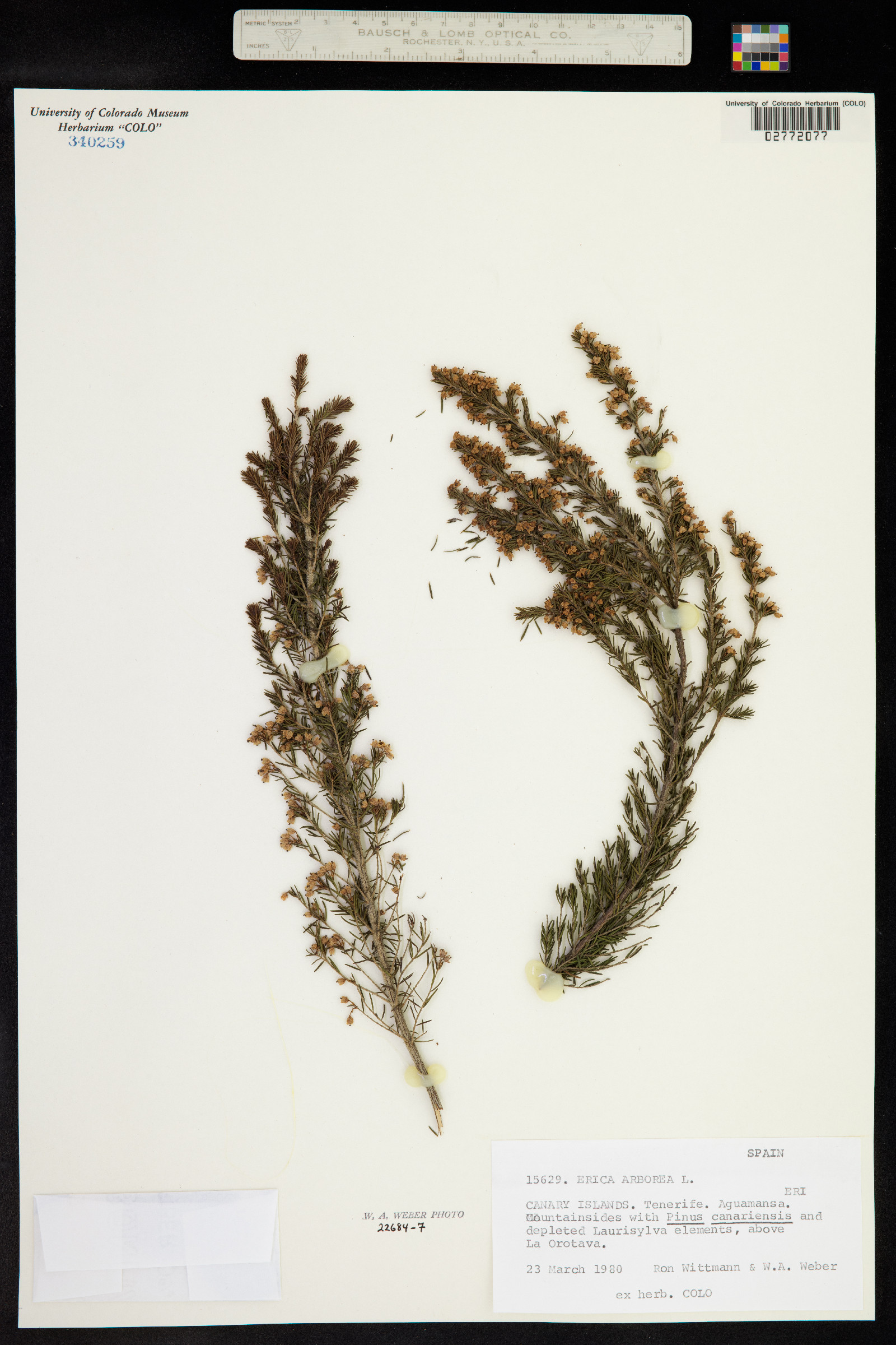 Erica arborea image