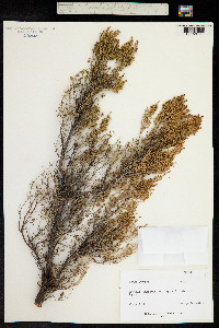 Erica arborea image