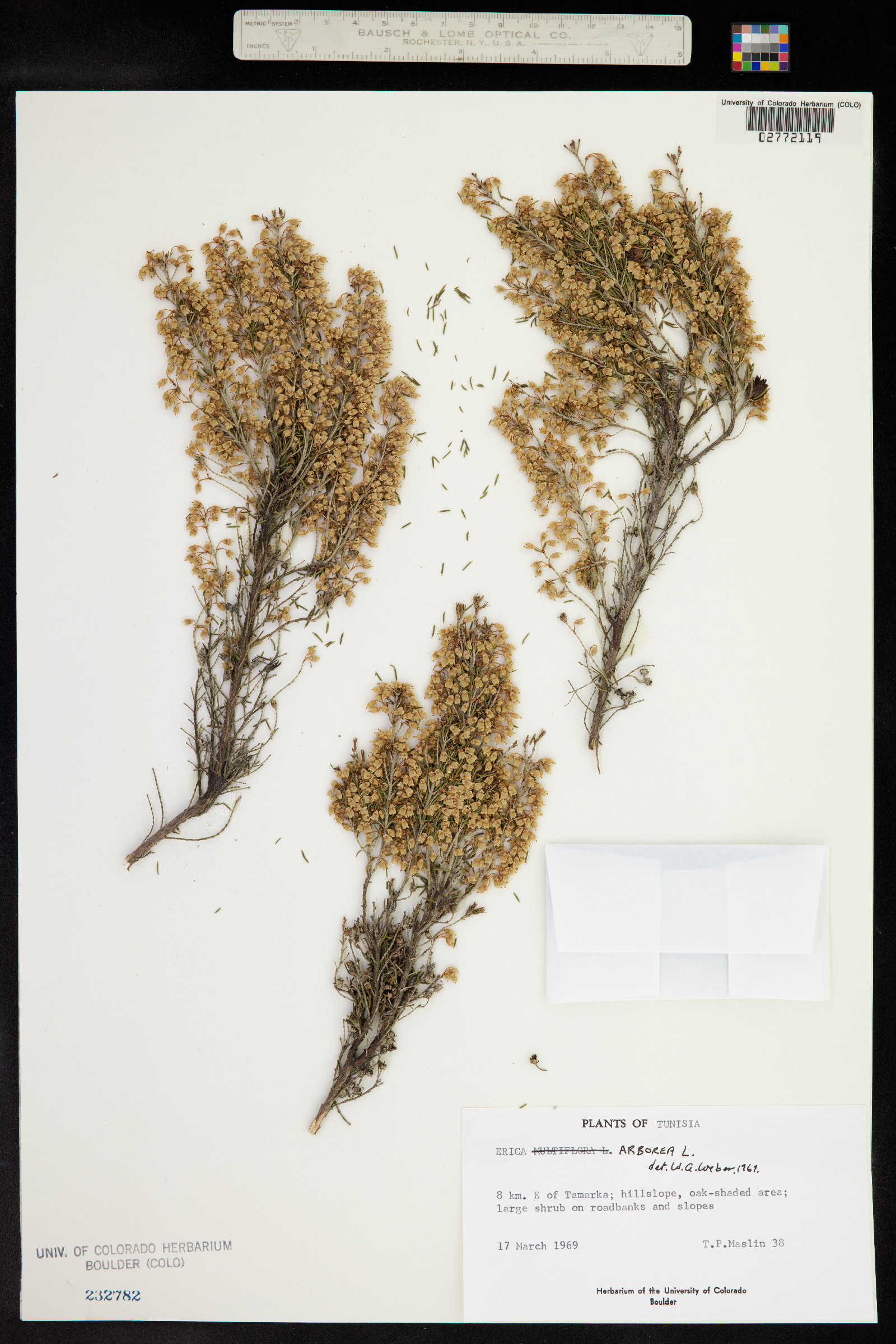 Erica arborea image