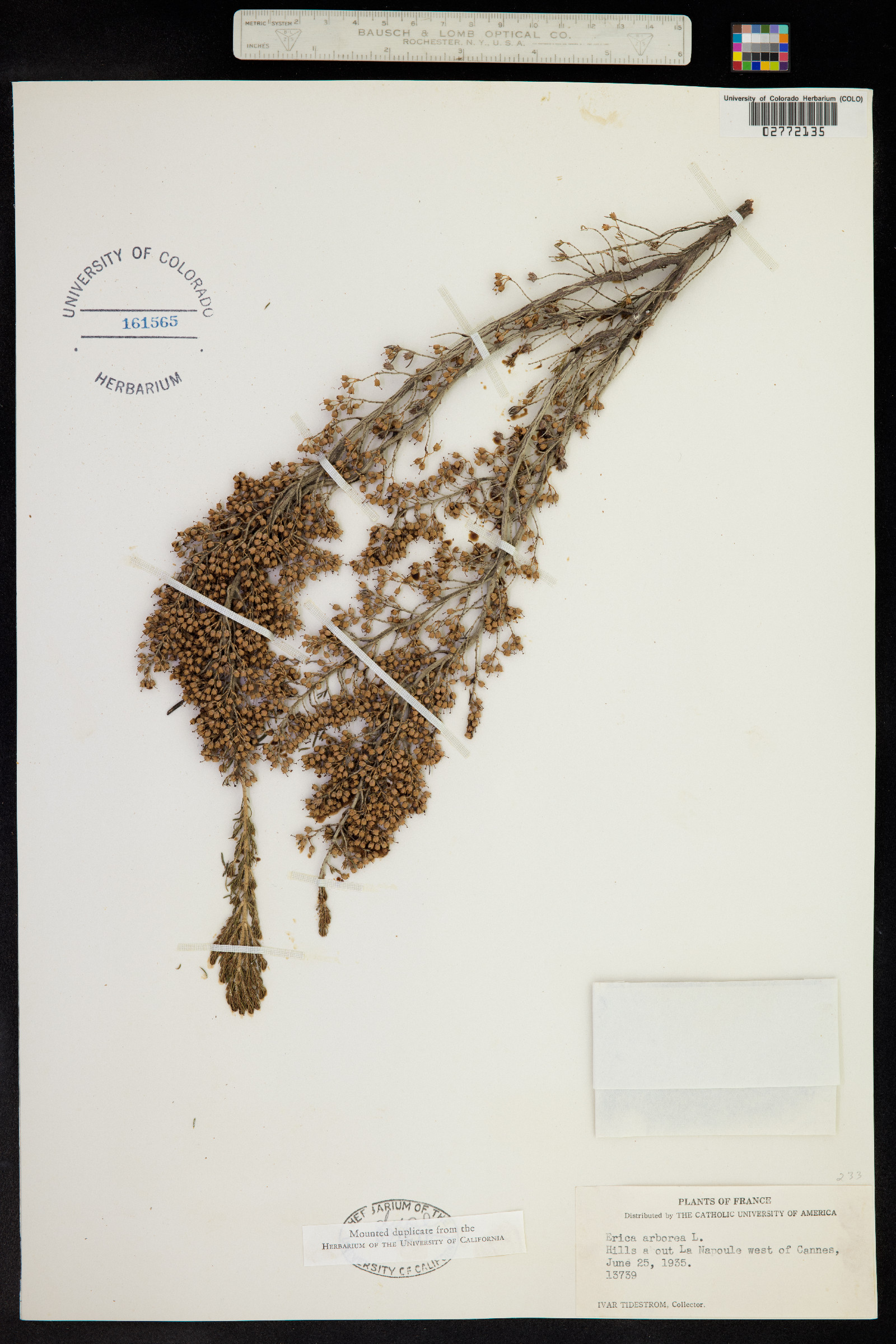 Erica arborea image