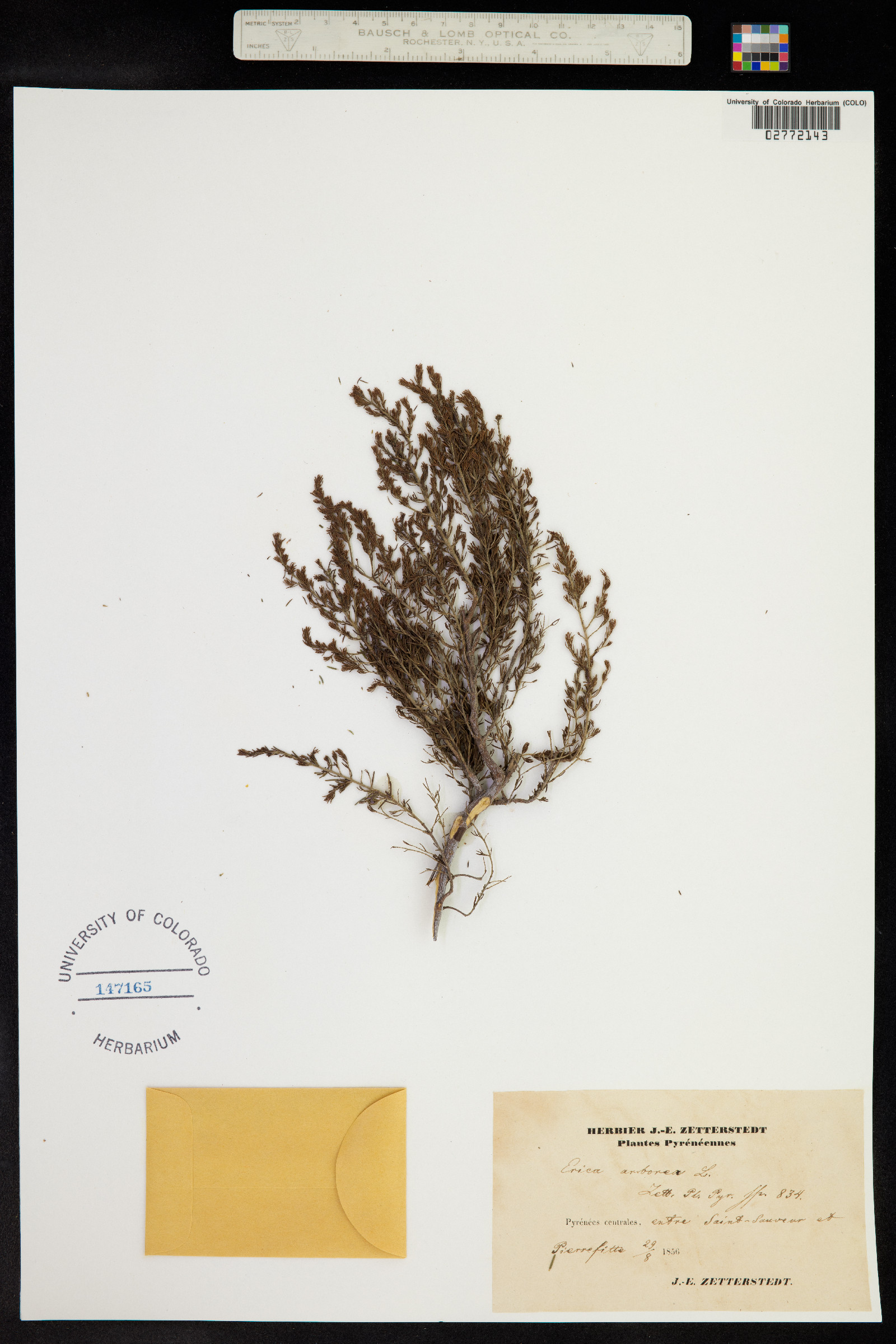 Erica arborea image