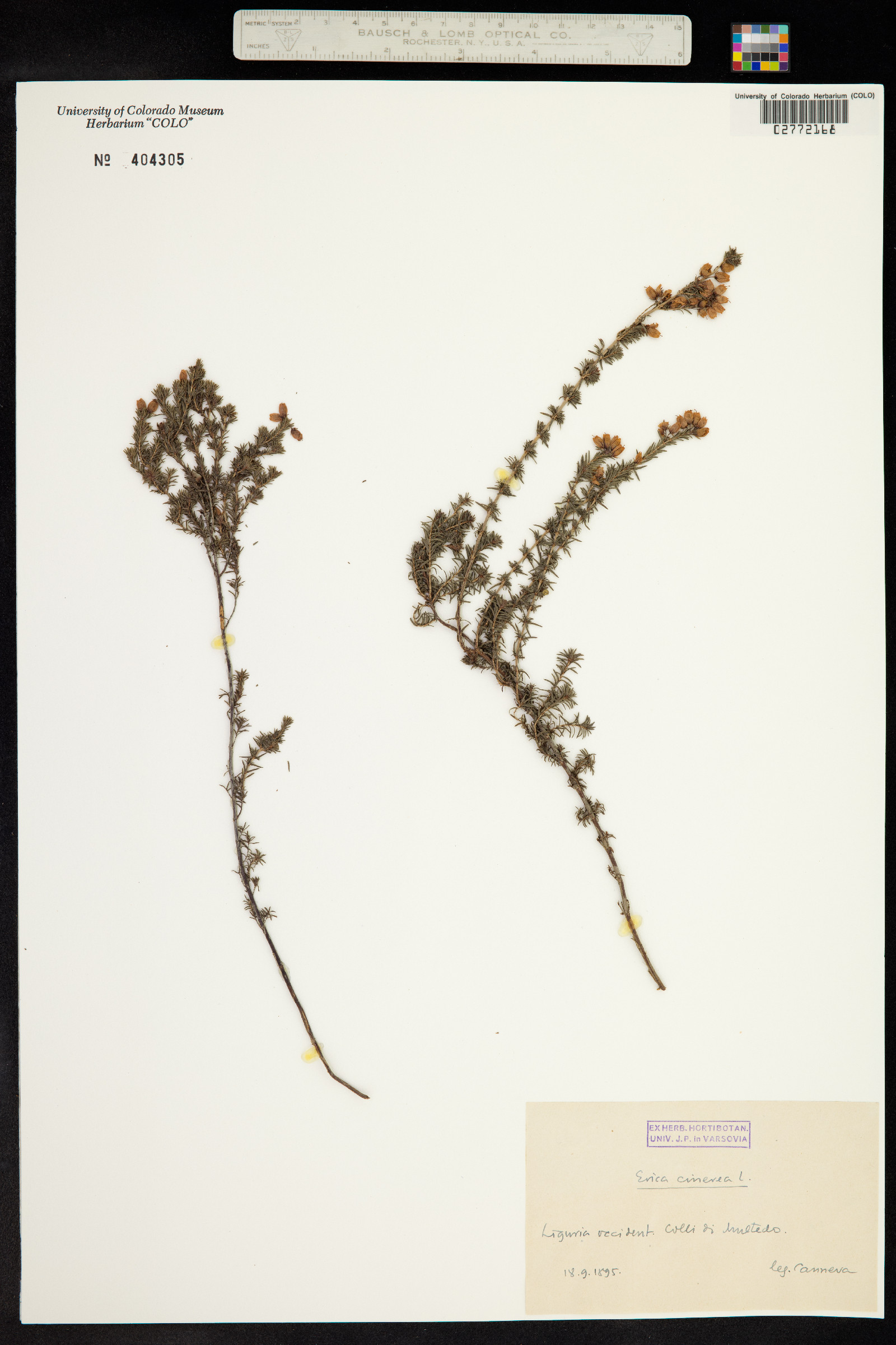 Erica cinerea image