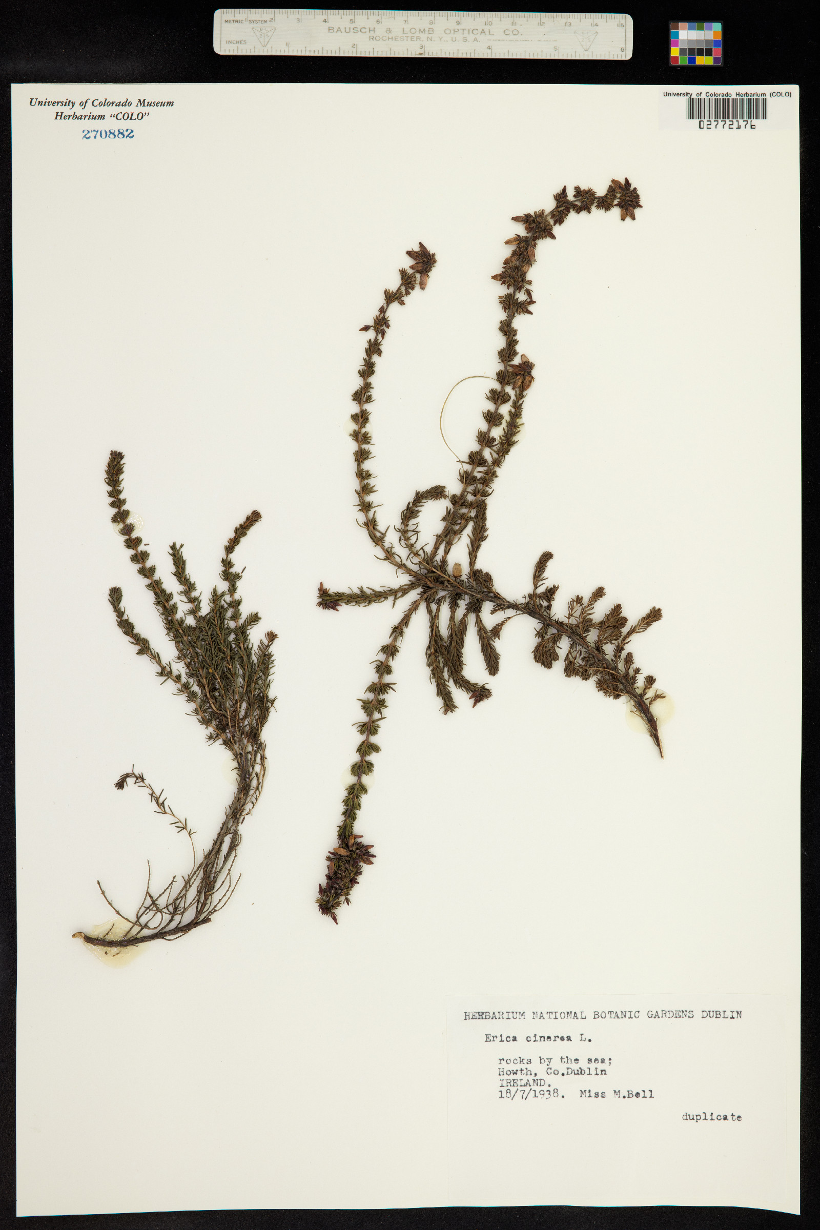 Erica cinerea image