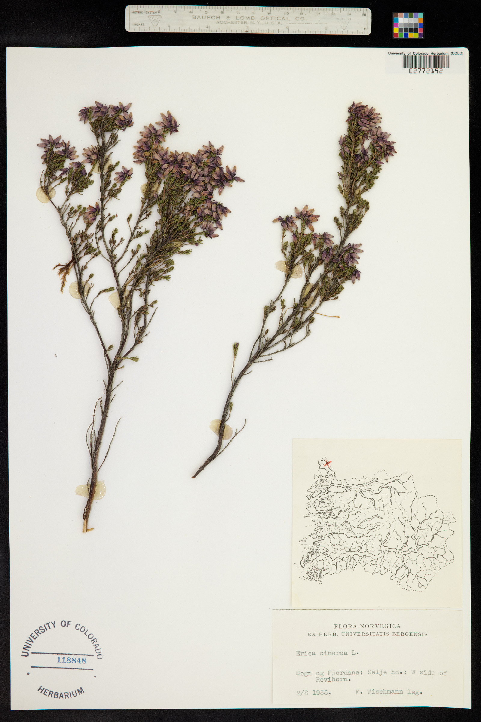 Erica cinerea image