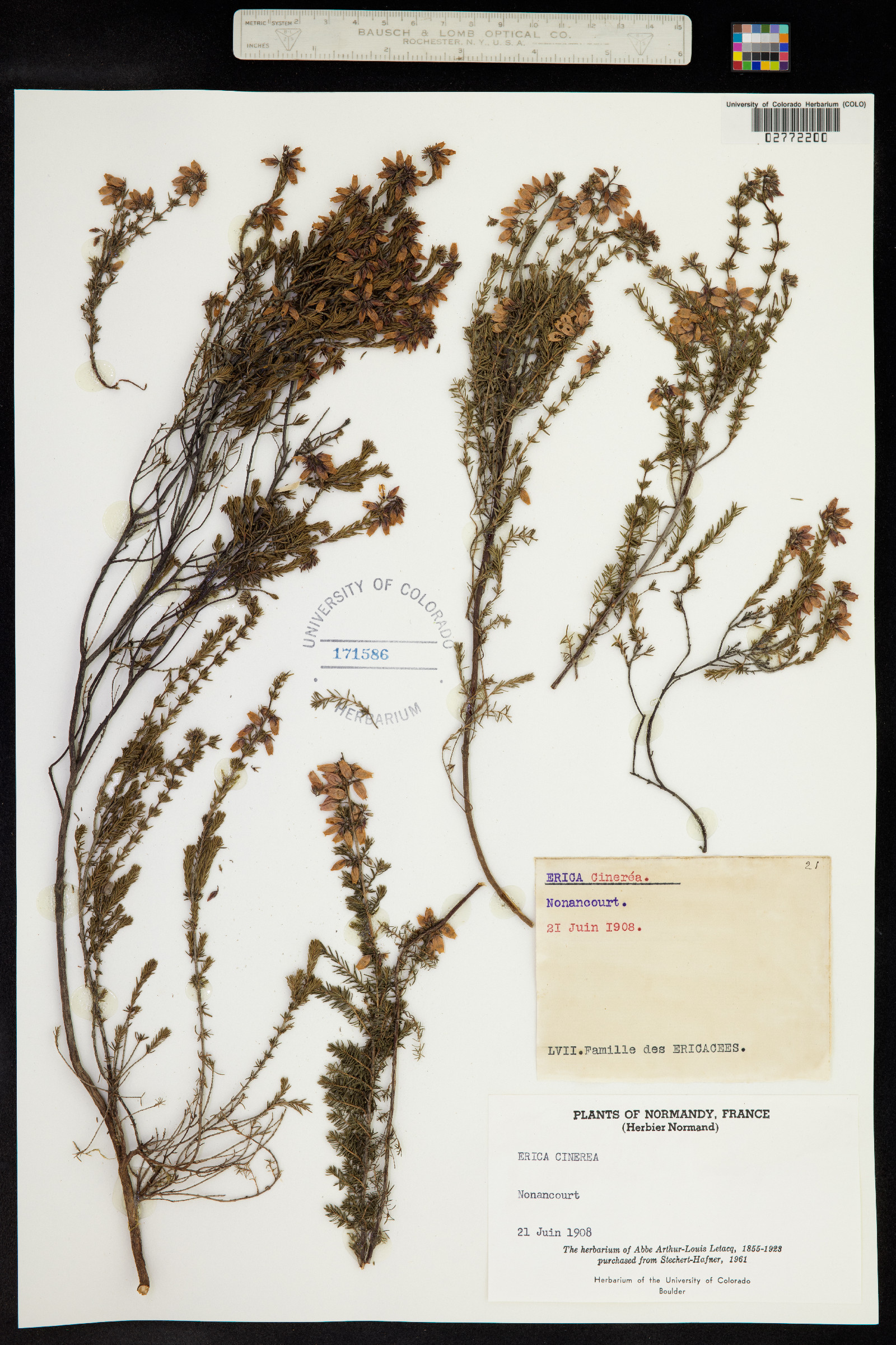Erica cinerea image