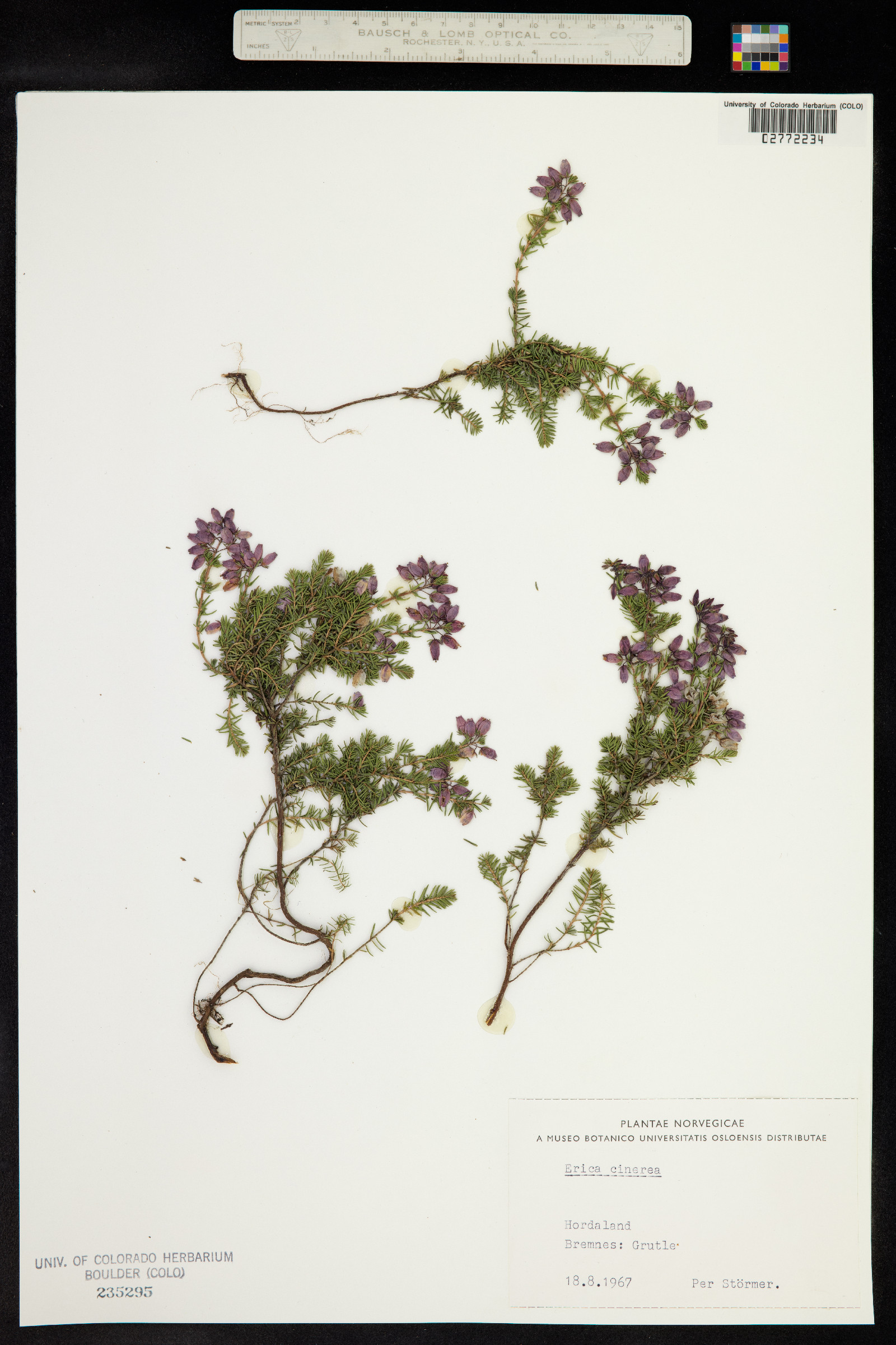 Erica cinerea image