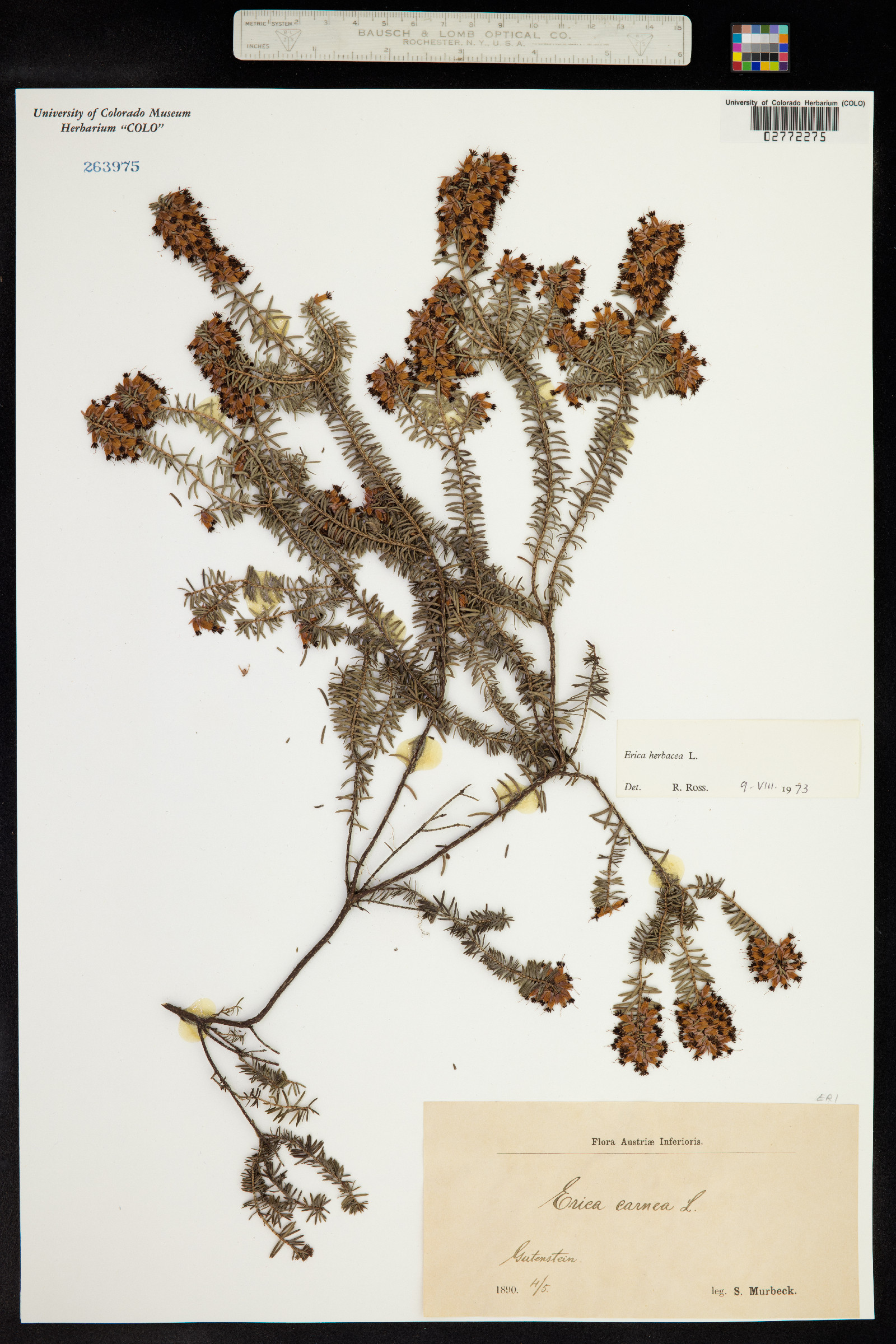 Erica herbacea image