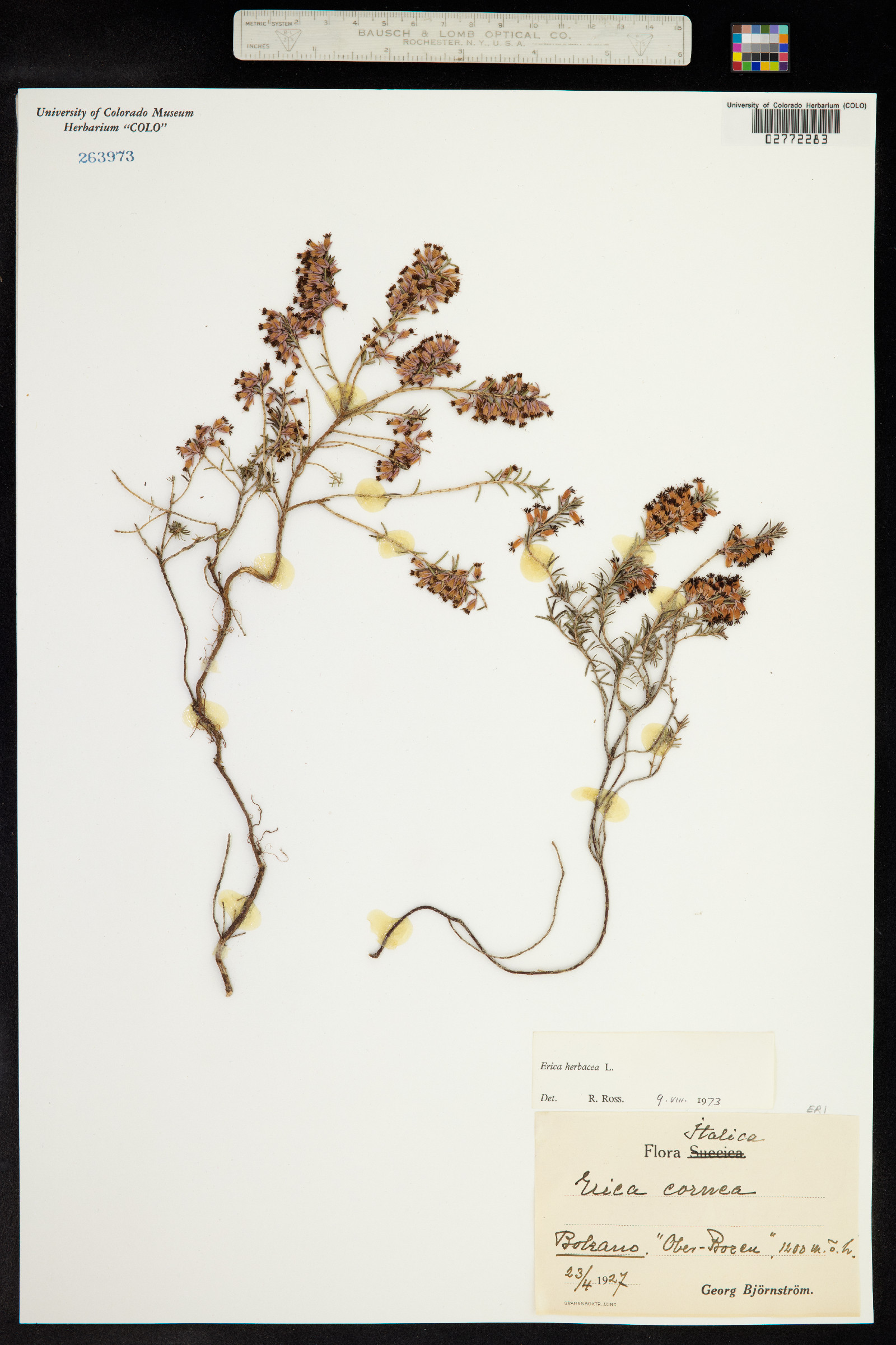 Erica herbacea image