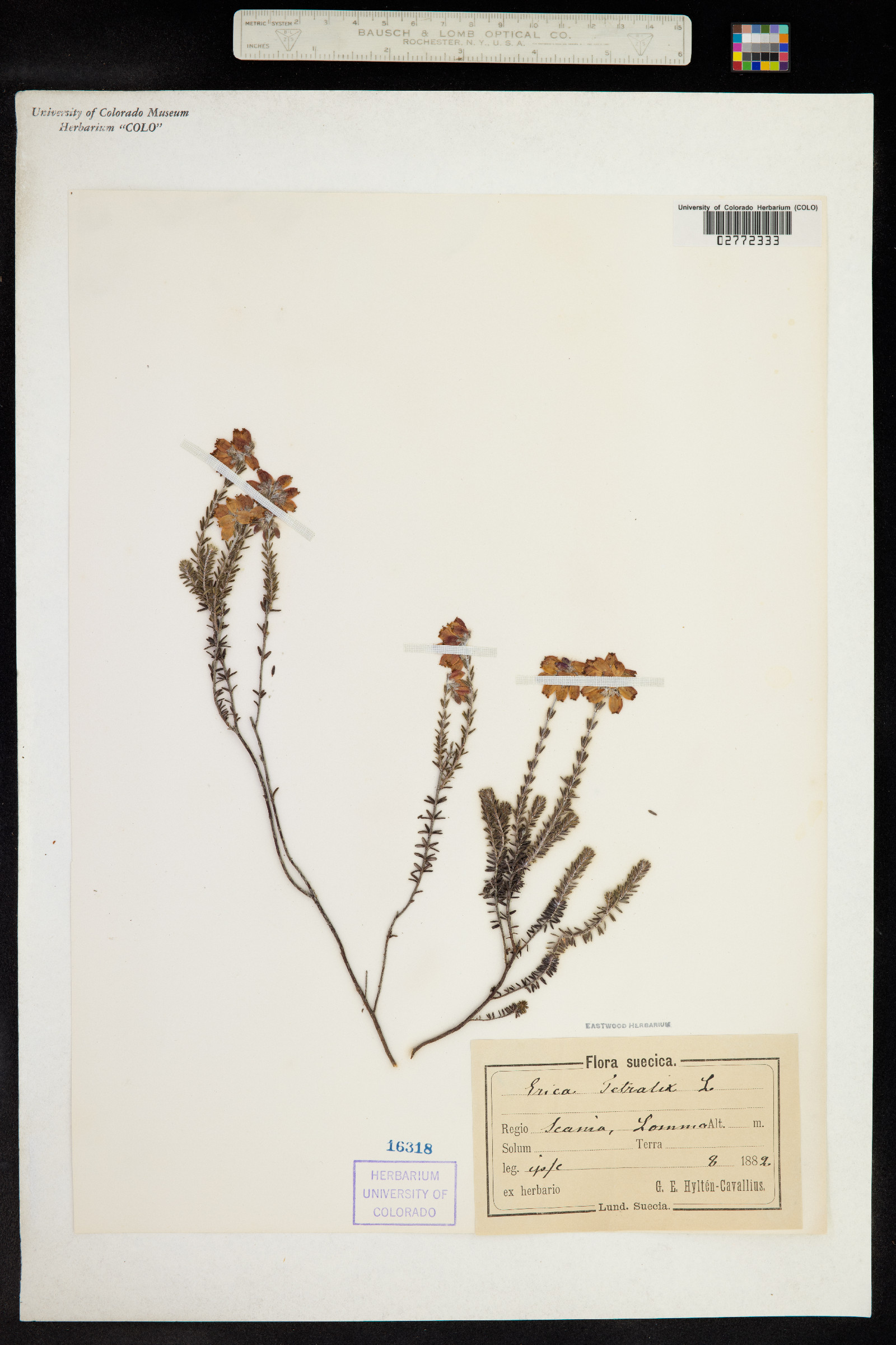 Erica tetralix image