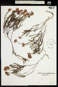 Erica tetralix image