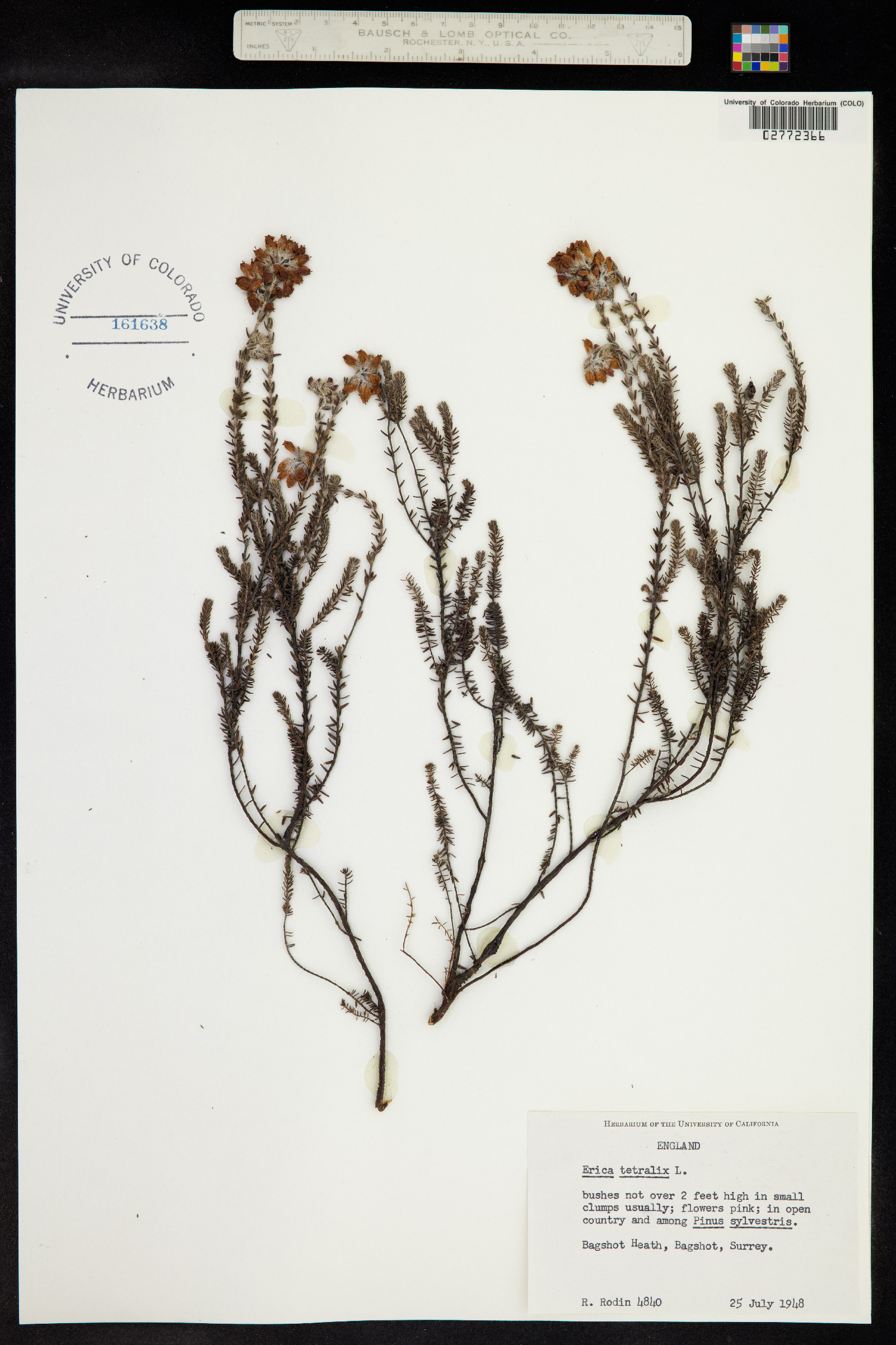 Erica tetralix image