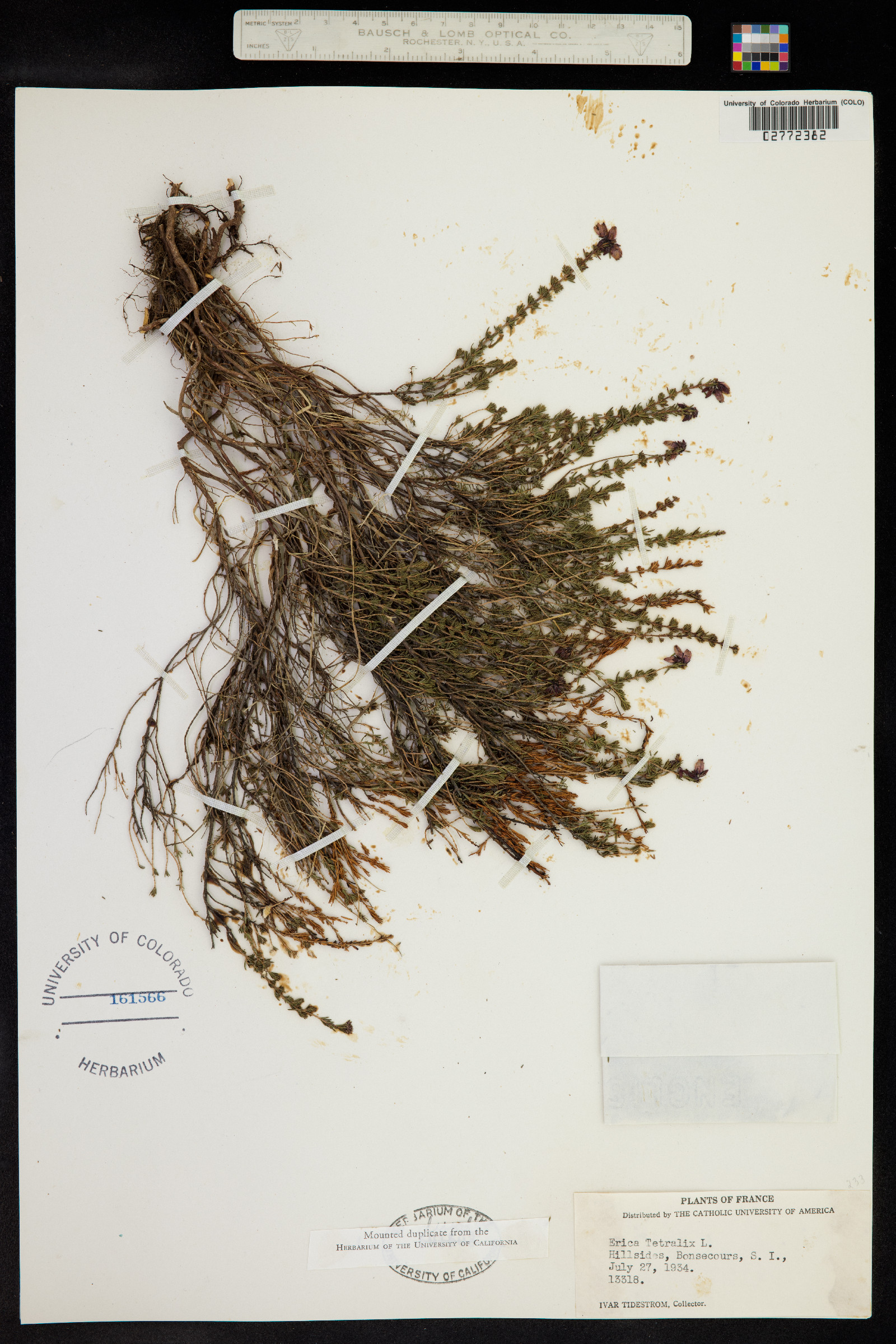 Erica tetralix image